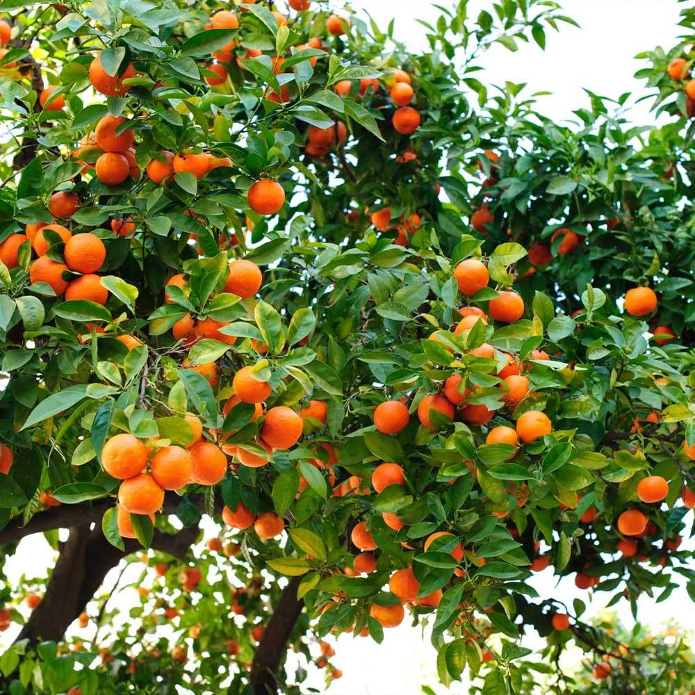 ‘s Premium Orange Tree – Mezcla de tierra para macetas de drenaje rápido para cultivar y trasplantar Citrus Sinensis – 3 cuartos de galón