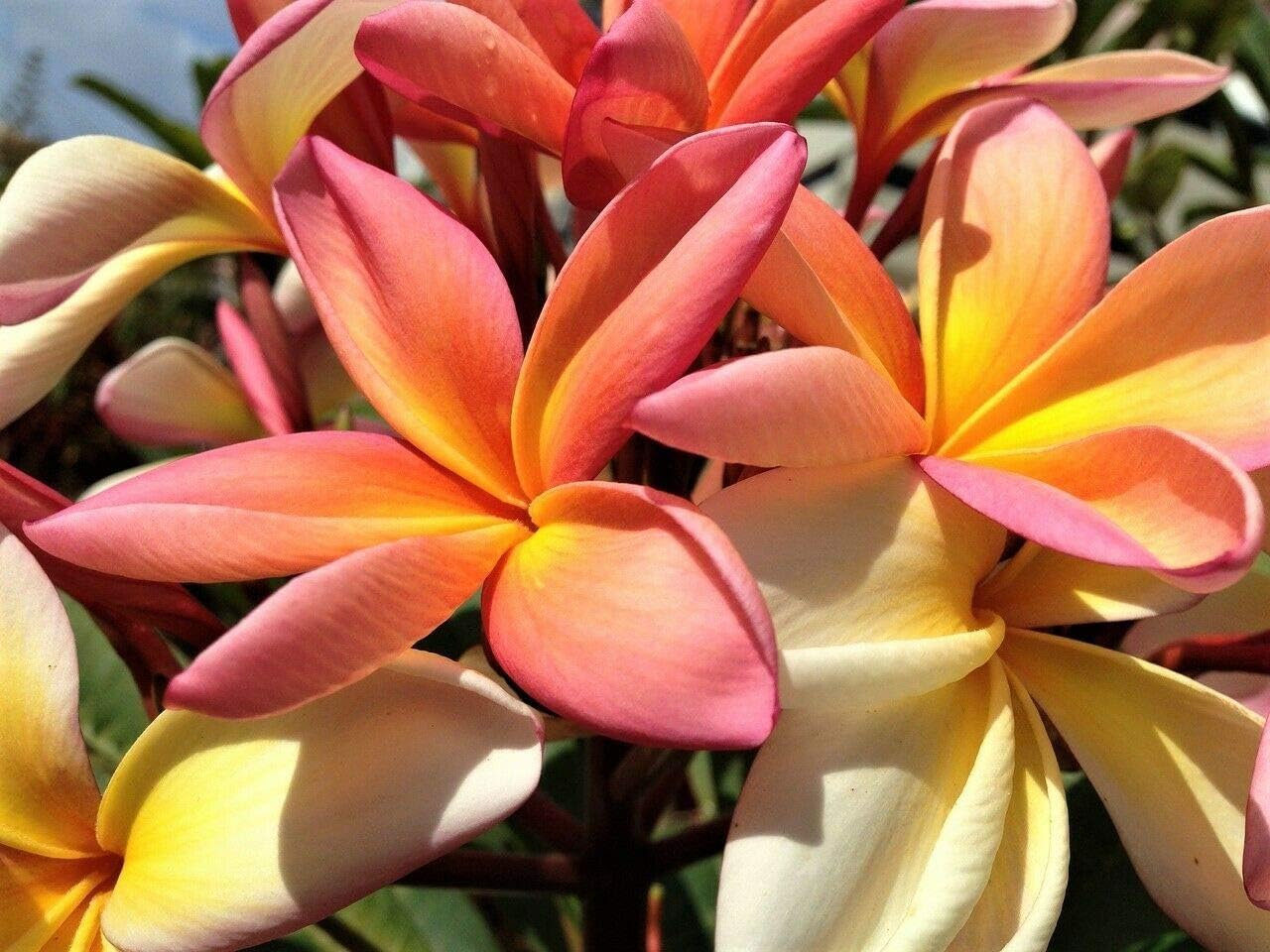 Semillas de Plumeria de Colores Mixtos – Flor Lei Frangipani Mix Rosa Rojo Amarillo Blanco Jocad (10 Semillas)