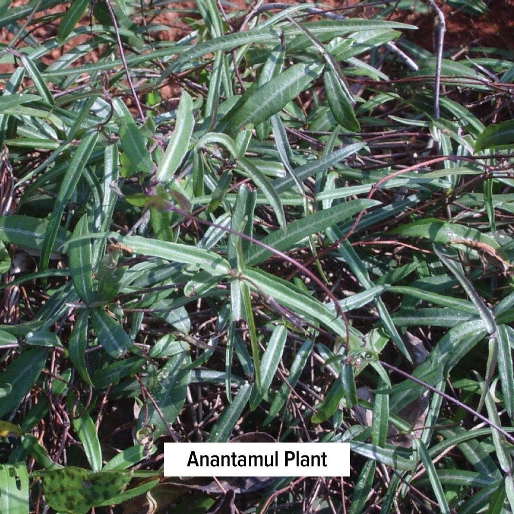 Banyan Botanicals Anantamul Powder – Certificado orgánico, 12 libra – Hemidesmus indicus – Una hierba equilibrante de pitta que apoya la función