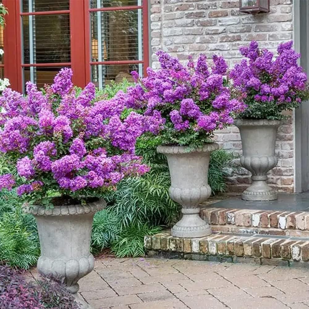 QAUZUY GARDEN 20 semillas de mirto de crepé de lagerstroemia moradas, coloridas flores de verano de larga duración, arbusto perenne, arbusto
