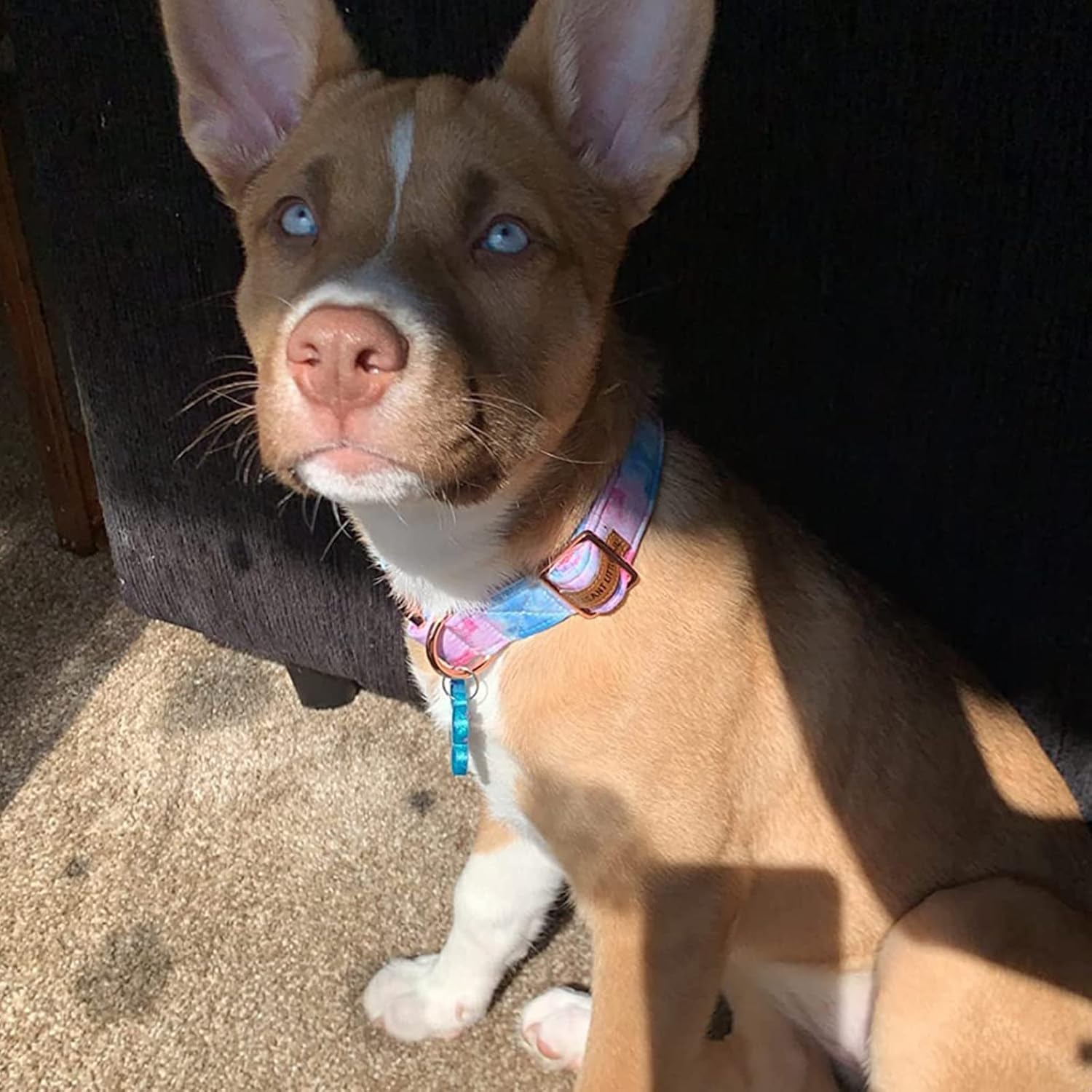 Elegant little tail – Collar ajustable para mascotas, lindo y duradero, diseño colorido y moderno, regalo para perro macho o hembra de tamaño