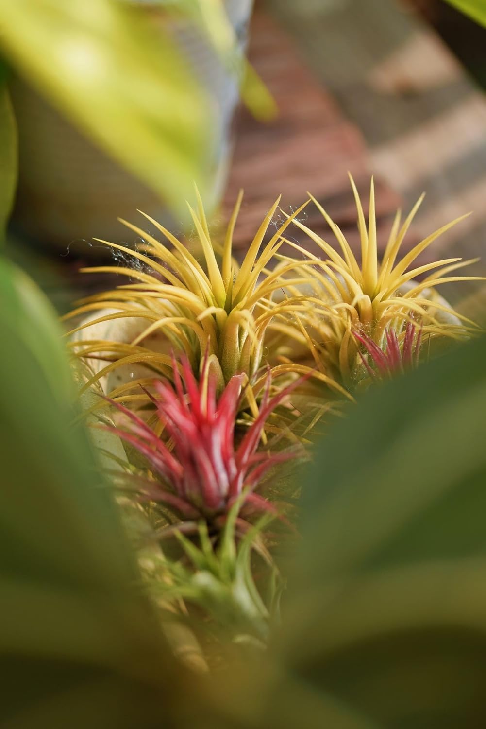 Air Plants Live – Decoración para el hogar y el jardín – Plantas de casa vivas – Fácil cuidado (6 piezas)