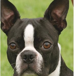 Healthy Breeds Boston Terrier Bright Whitening Shampoo 12 oz Healthy Breeds Boston Terrier Bright Whitening Shampoo 12 oz