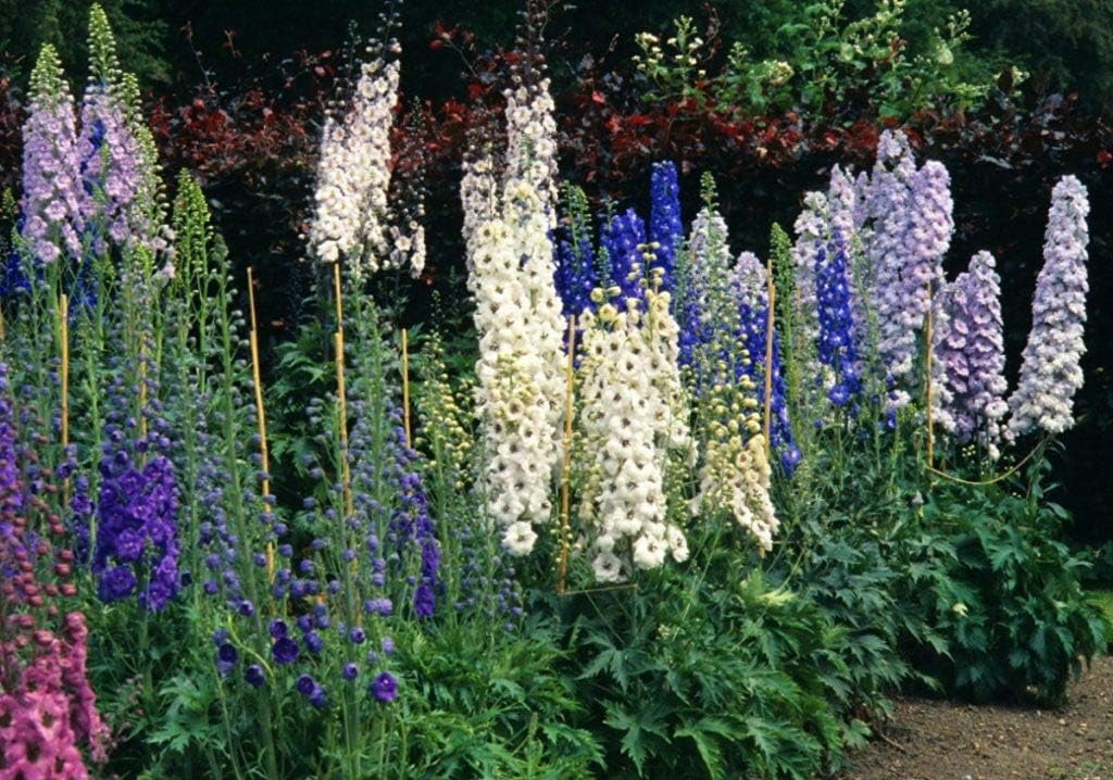 Seeds4planting – Semillas Delphinium Giant Tall Mix – Orgánico