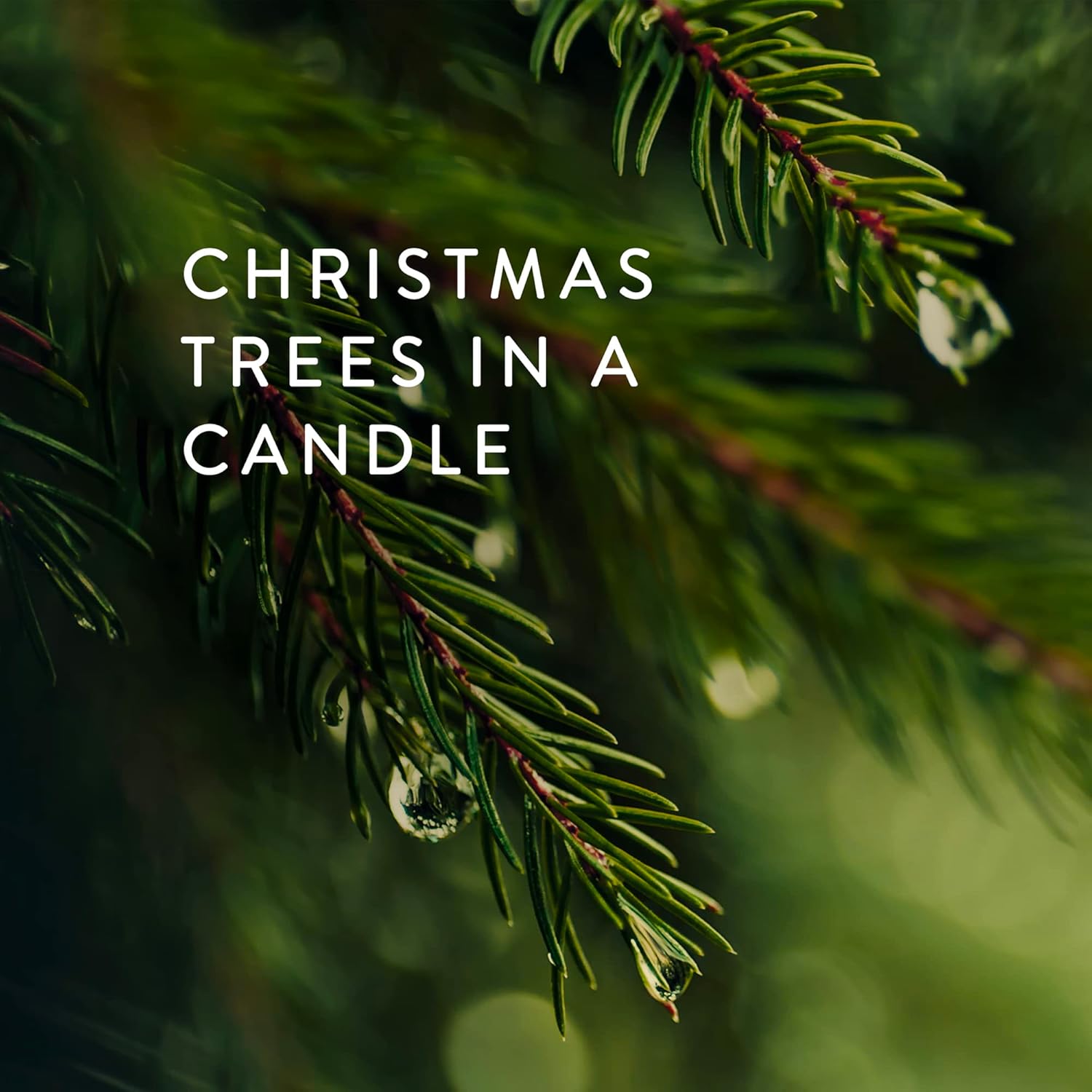 Thymes Frasier Fir Candles – Colección Statement – Plata con diseño de aguja de pino – Velas perfumadas para decoración del hogar – Notas de agujas