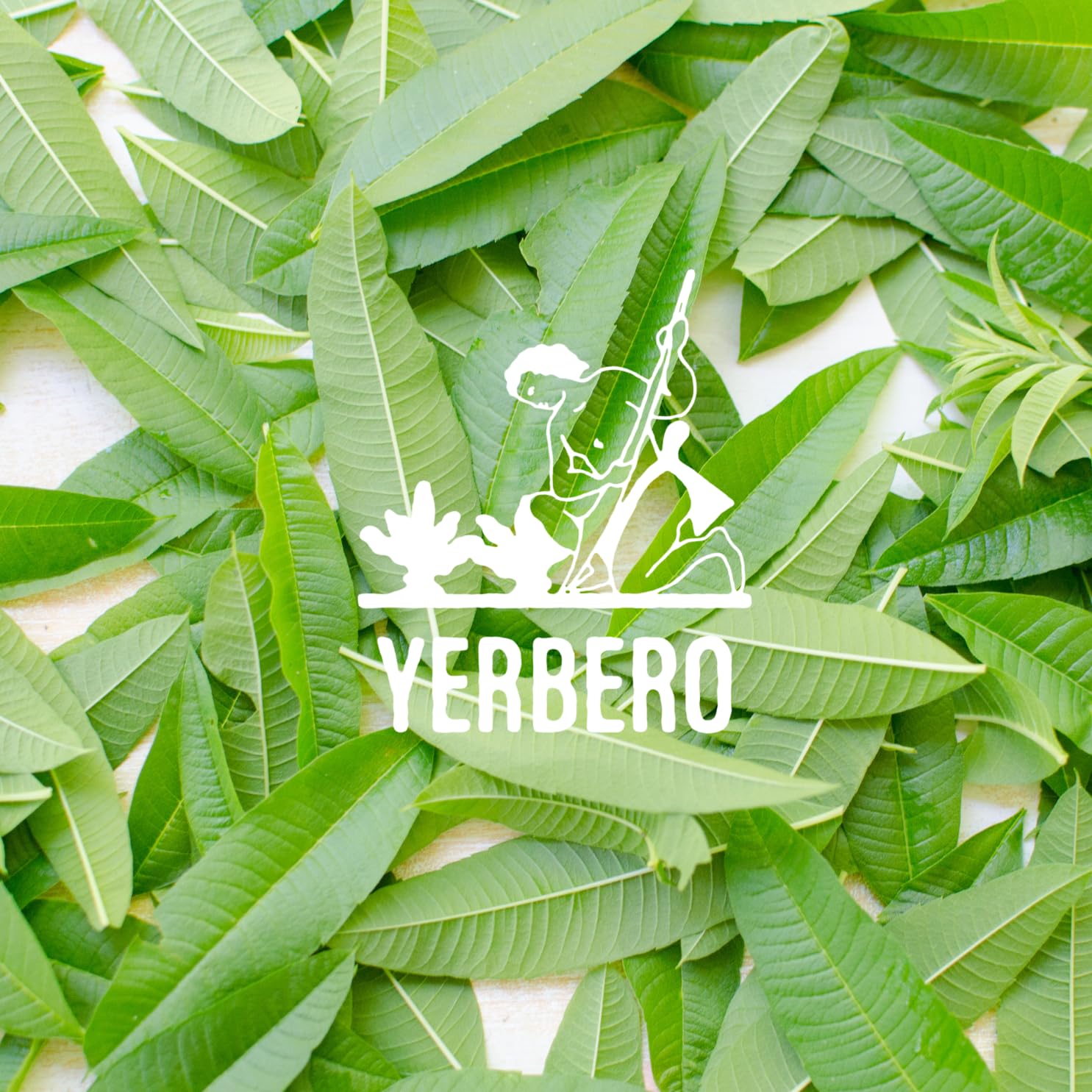 Yerbero – Té de cedro 3.5 oz (100 gr)  Aloysia citrodora  Té suelto de verbena de limón  Bolsa resellable de pie hecha a mano por Nature100% té