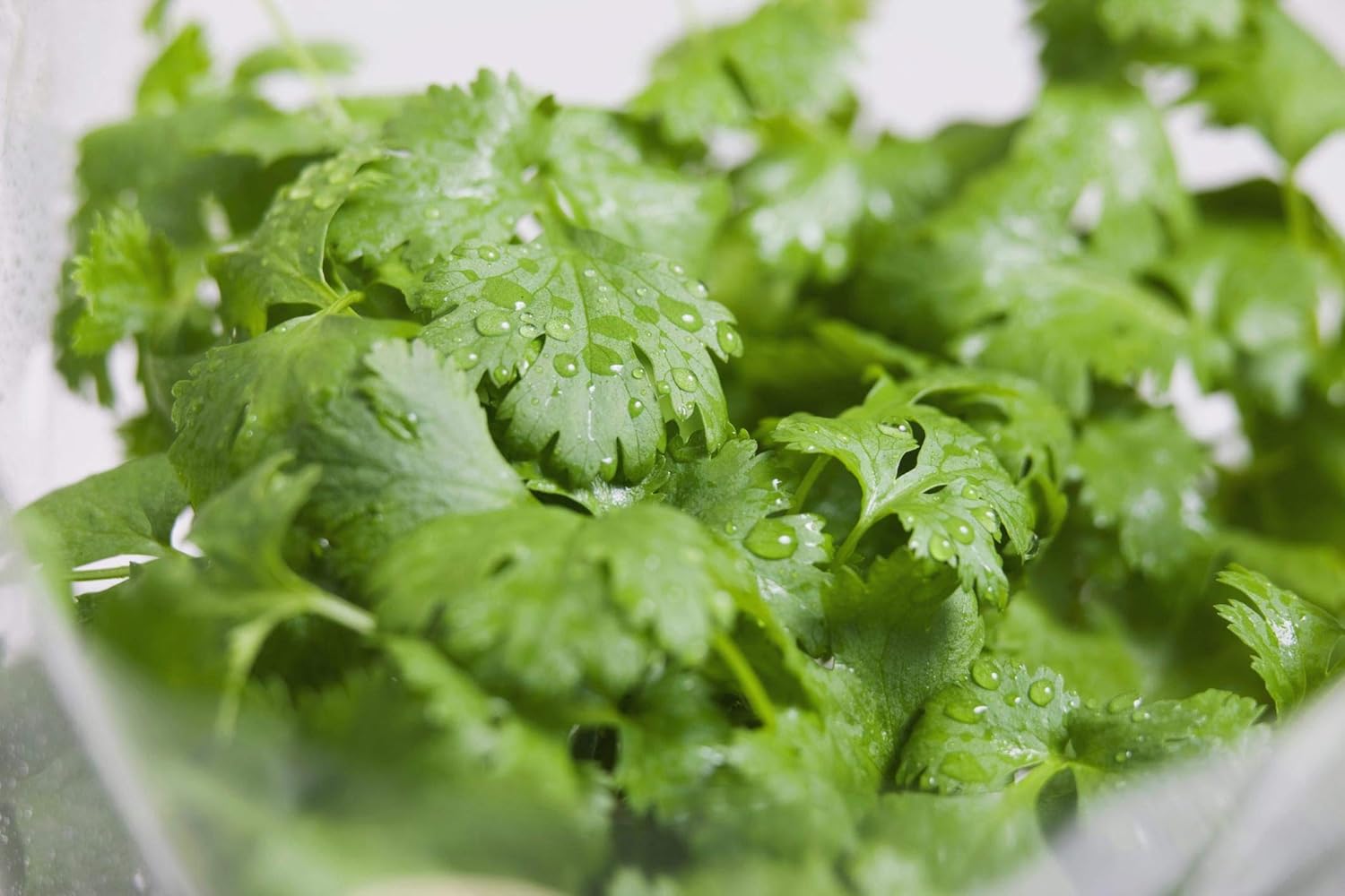 Semilla de cilantro, semillas de germinación, microverde, brotación, 12 onzas, sin OMG  Marca Country Creek Acres  Alta germinación de brotes