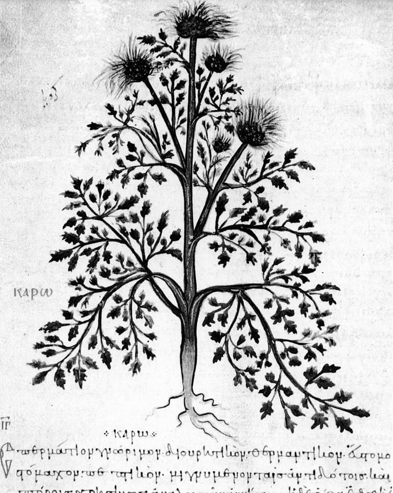 Caraway & Nut Grass – Póster impreso de un manuscrito bizantino de diosorides de materia de 9 años de siglo (24 x 36)