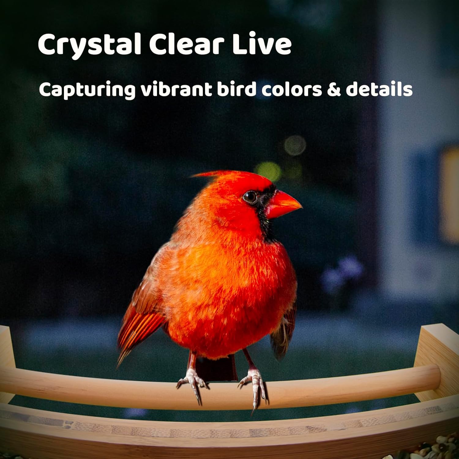 NETVUE Birdfy – Comedero inteligente mejorado para pájaros con cámara alimentado por energía solar, captura automáticamente cada pájaro y notifica a