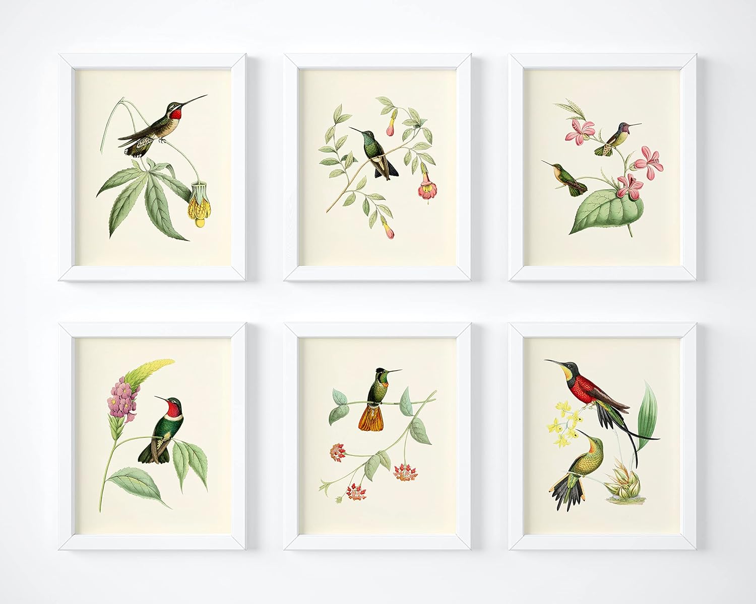 Hummingbird Art Prints – Bird Art – Botanical Wall Decor – Vintage Wall Decor- Humming Birds With Botanical Plants Pictures – Unframed (11×14)