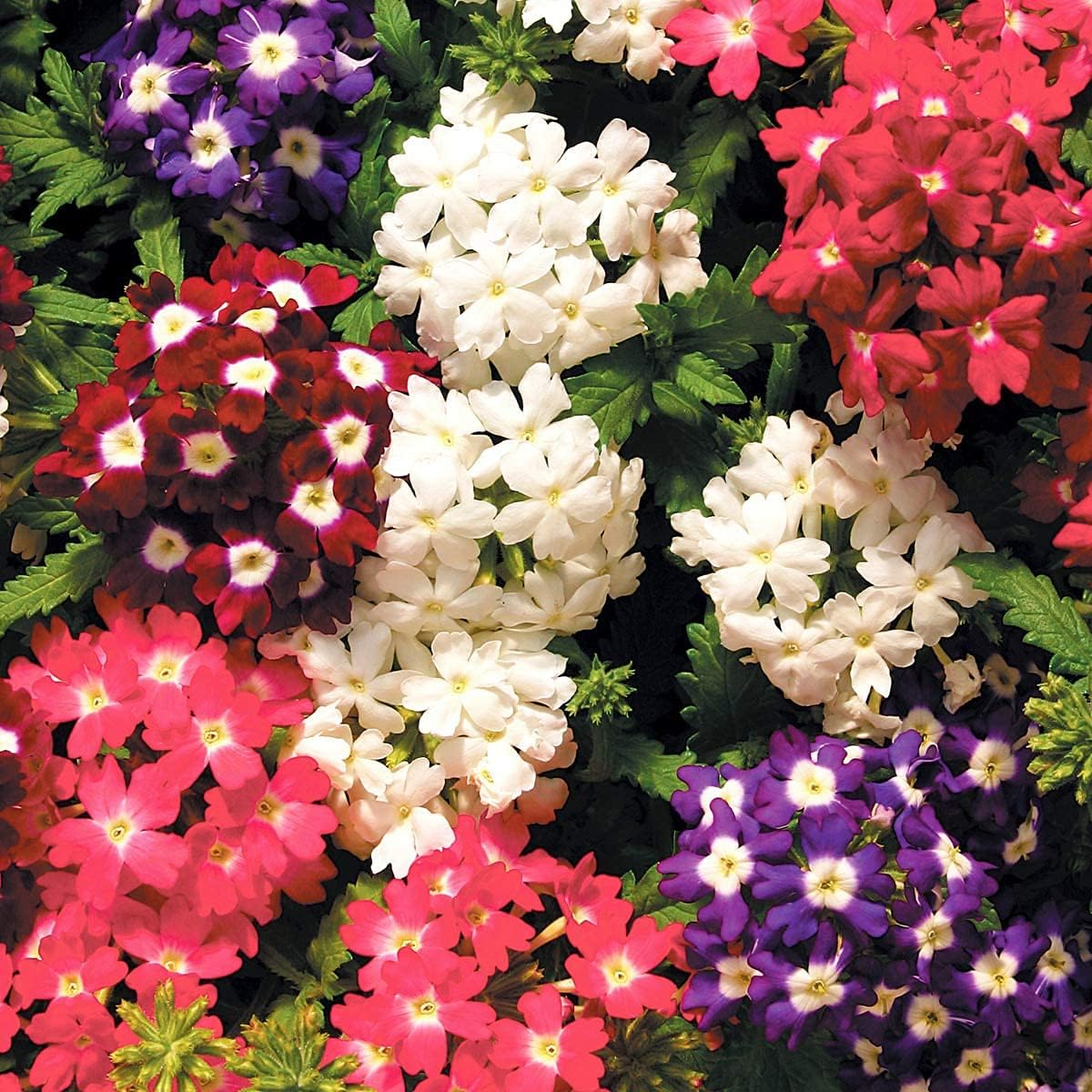100pcs Semillas Verbena Drawf Mix Flor Anual Jardín Flores para Plantar No GMO