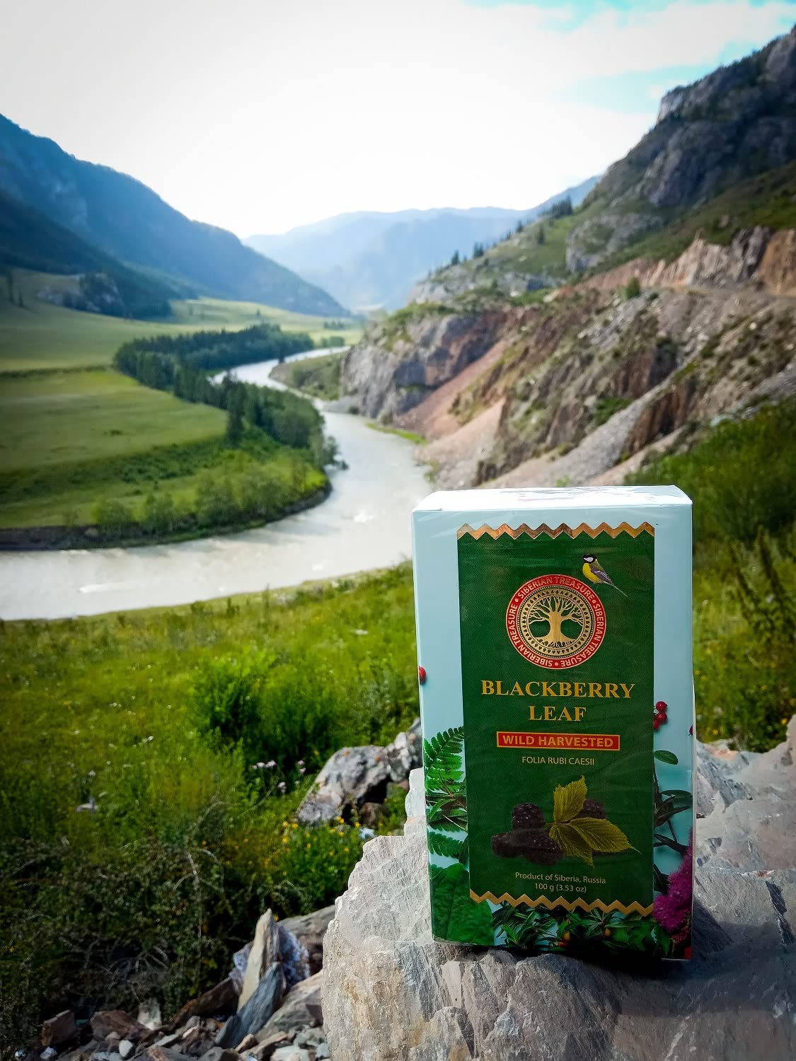 Hoja de mora siberiana, 3.53 oz (100 gramos) – Té de hoja de mora de hierbas (Folia Rubi Caesii)