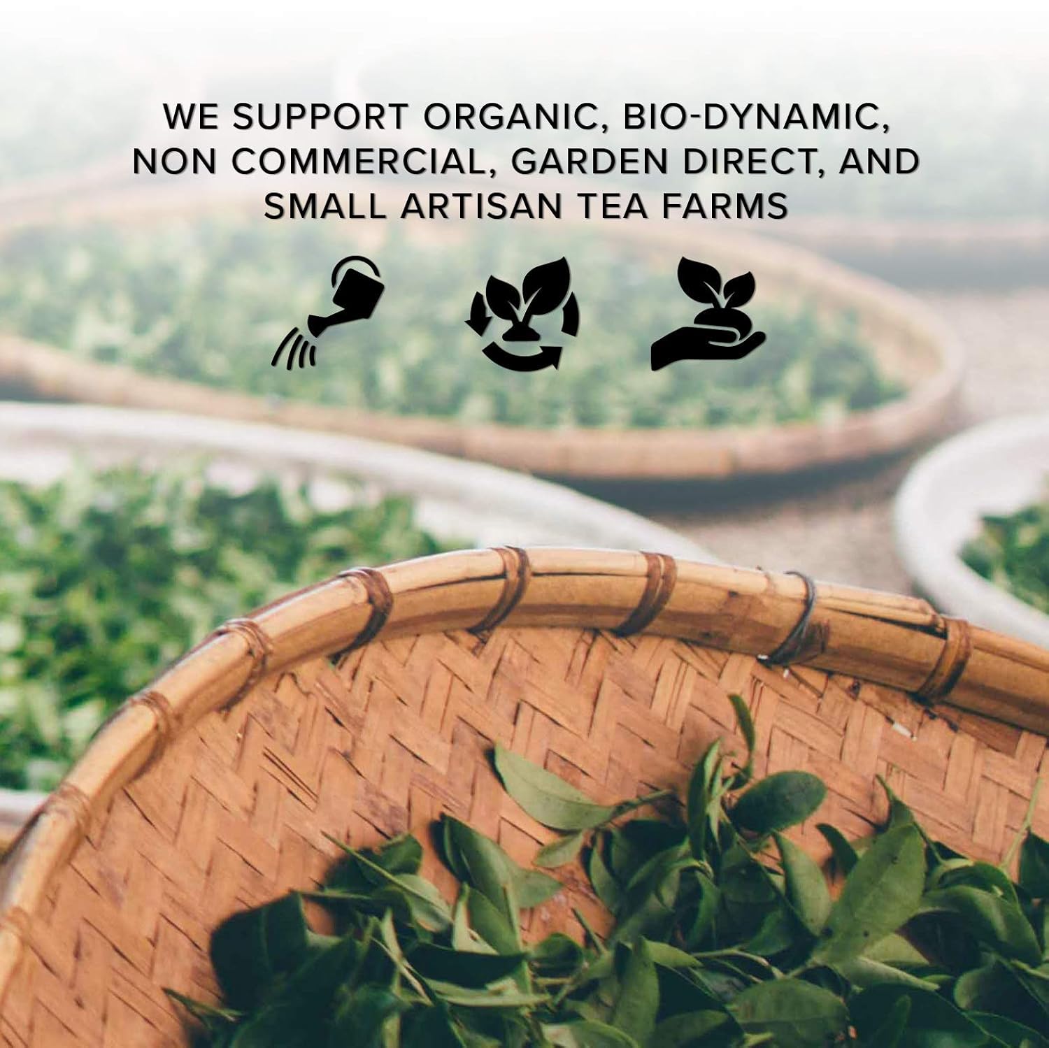 Té de hojas sueltas de menta y cacao (más de 25 tazas) A base de hierbas Sin cafeína Alivio del estrés Chocolate Menta té menta 100% puro +