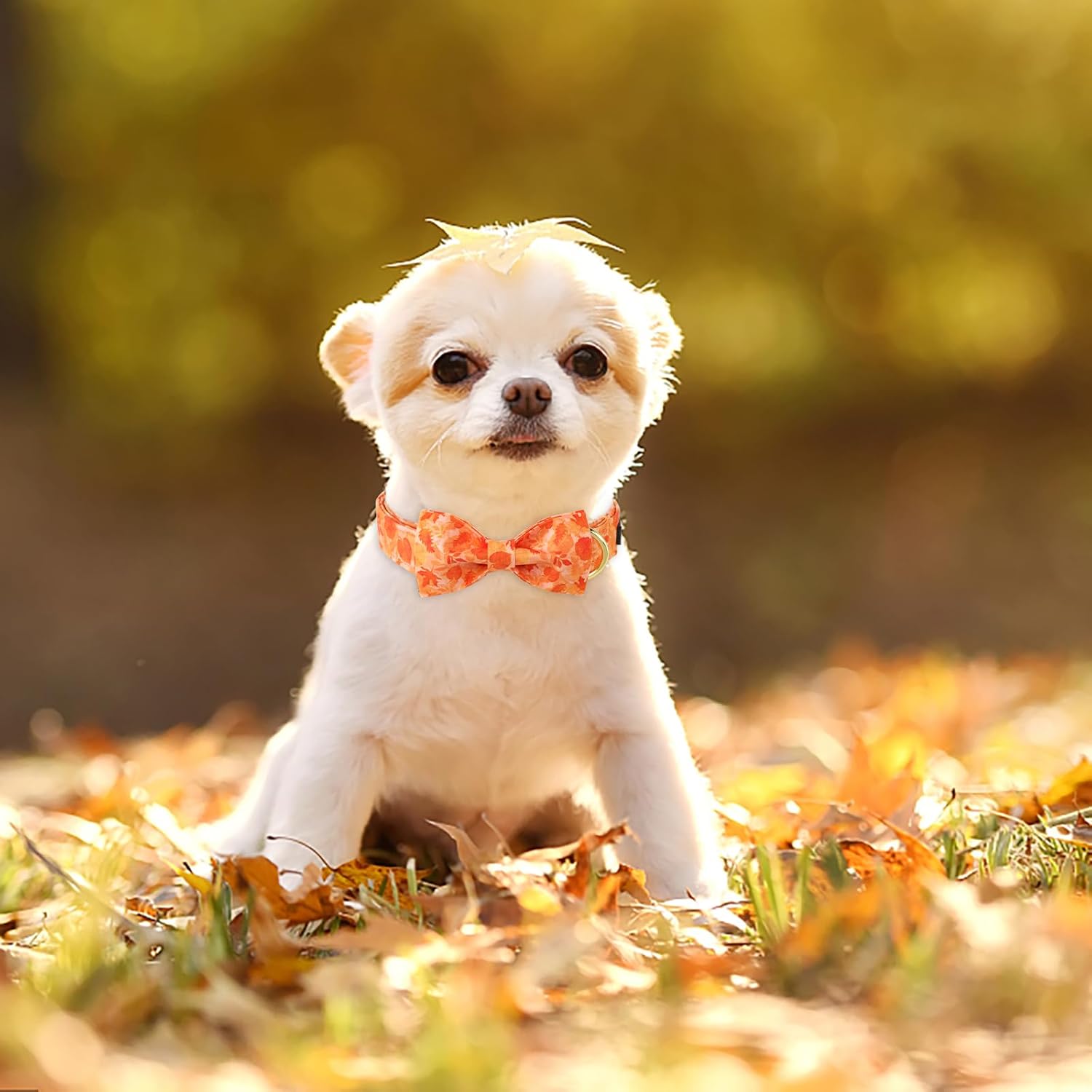 ARING PET Collar de perro de otoño, lindo collar de perro amarillo con lazo, ajustable de algodón con hojas de otoño, pajarita con hebilla de metal