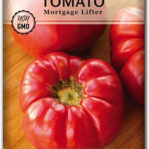 Sow Right Seeds – Semillas de tomate Mortgage Lifter para plantar – Frutas sabrosas carnosas de 1 a 2 libras – Heirloom sin OMG – Instrucciones para Sow Right Seeds – Semillas de tomate Mortgage Lifter para plantar – Frutas sabrosas carnosas de 1 a 2 libras – Heirloom sin OMG – Instrucciones para