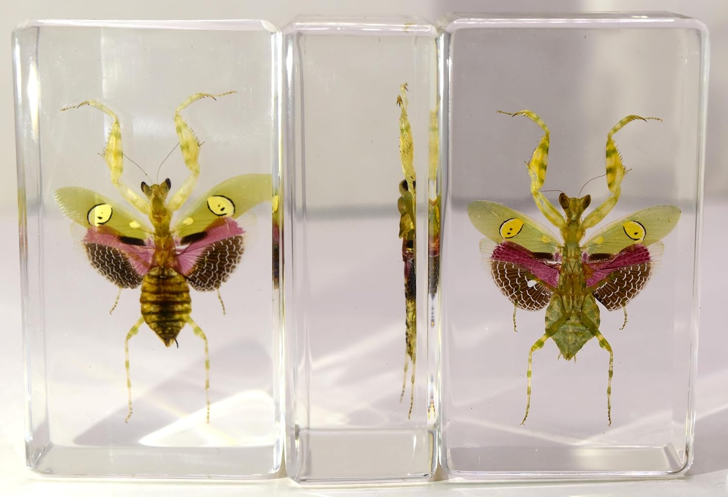Mantis de flores auténticas joyas de 2.9 pulgadas en resina de lucite cristalina, espécimen preservado de creobroter gemmatus insecto colección de
