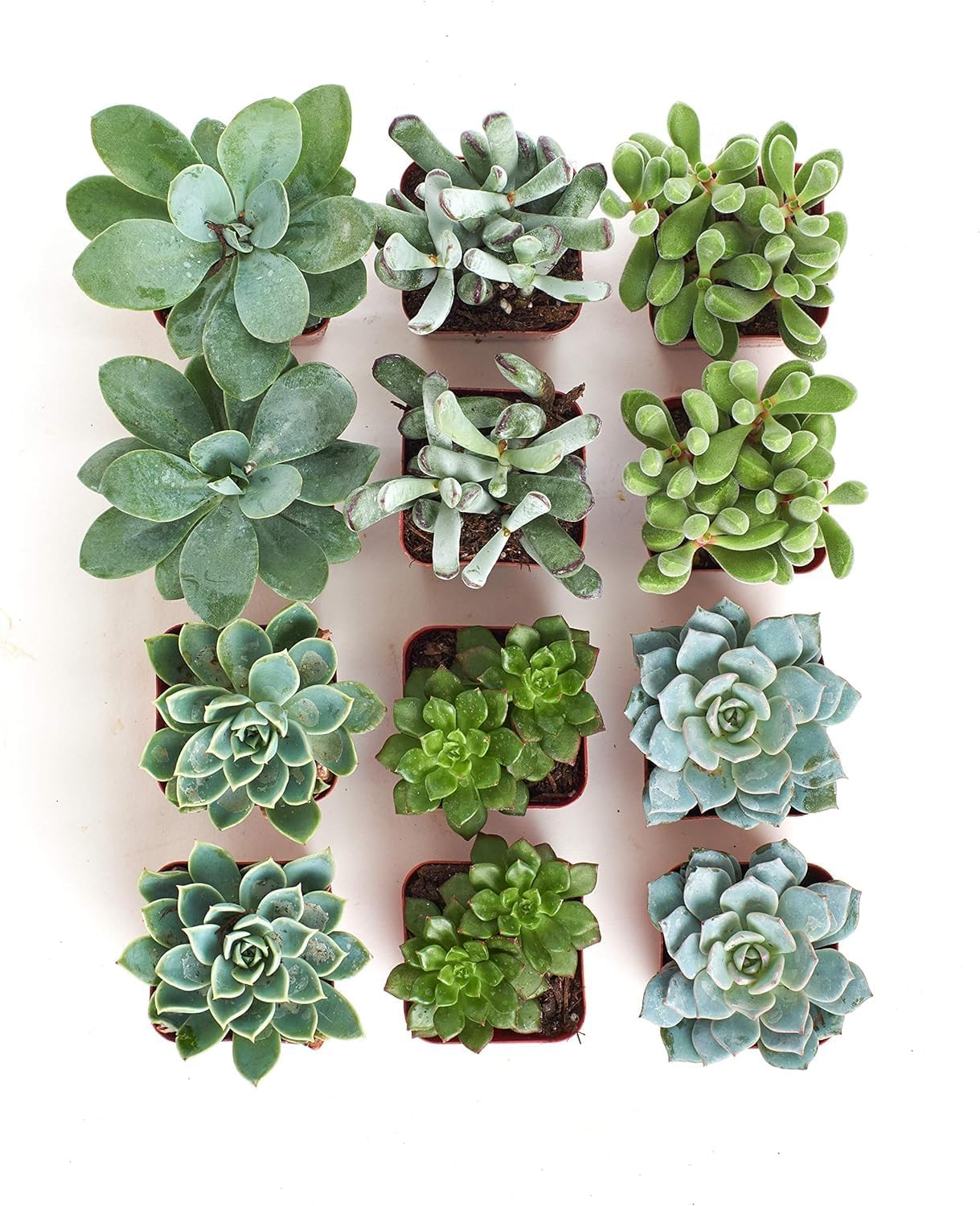 Shop Succulents Colección de plantas suculentas azules y verdes, mini plantas suculentas vivas, bajo mantenimiento, mezcla de texturas, recuerdos de