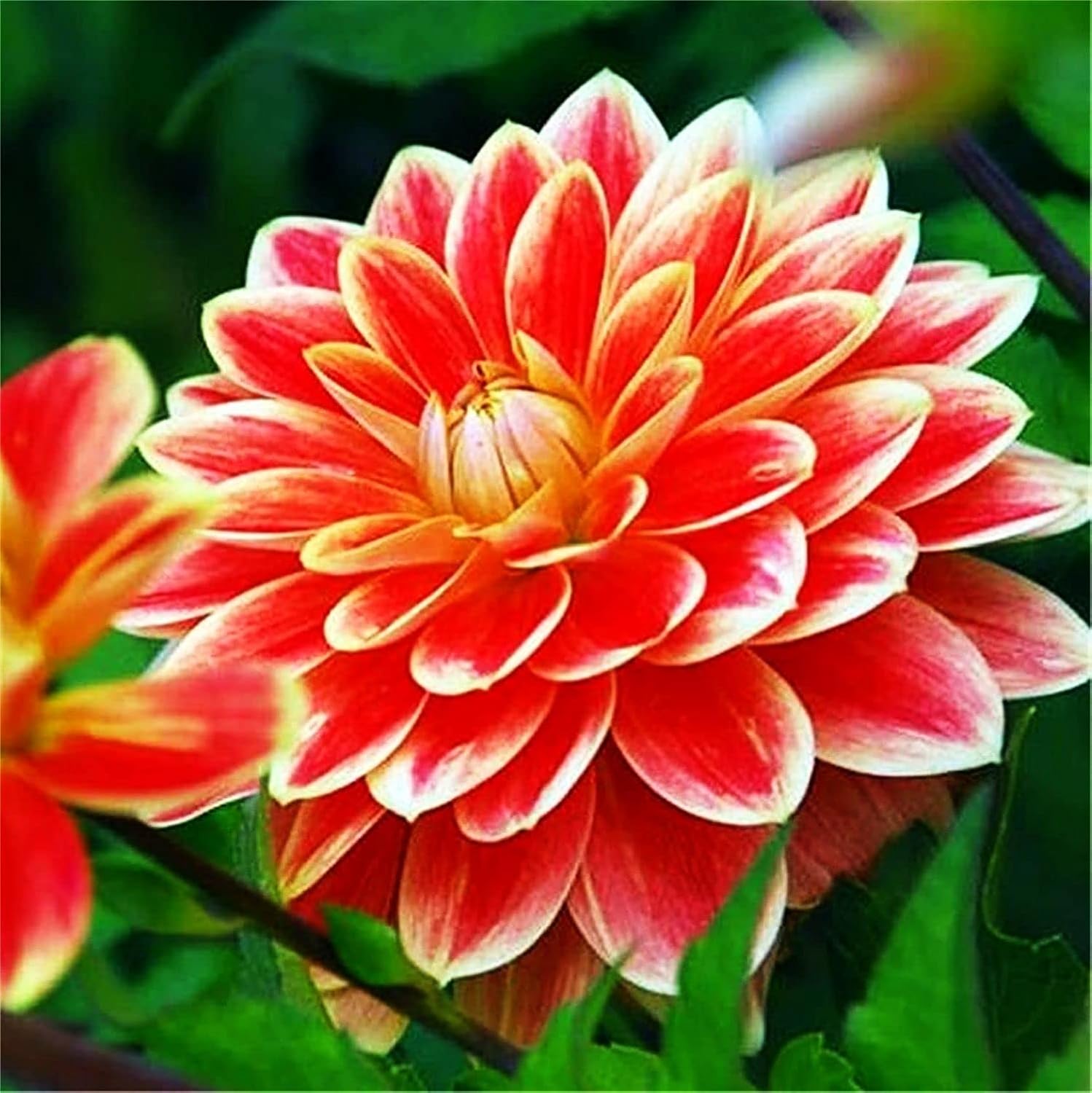 Rare Varieties Plato de cena Rainbow Dahlia Seeds Color mixto 100 piezas – Hecho en Estados Unidos, se envía desde WY