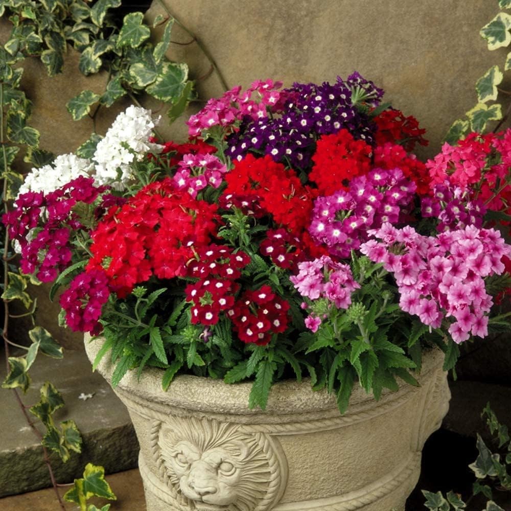 100pcs Semillas Verbena Drawf Mix Flor Anual Jardín Flores para Plantar No GMO