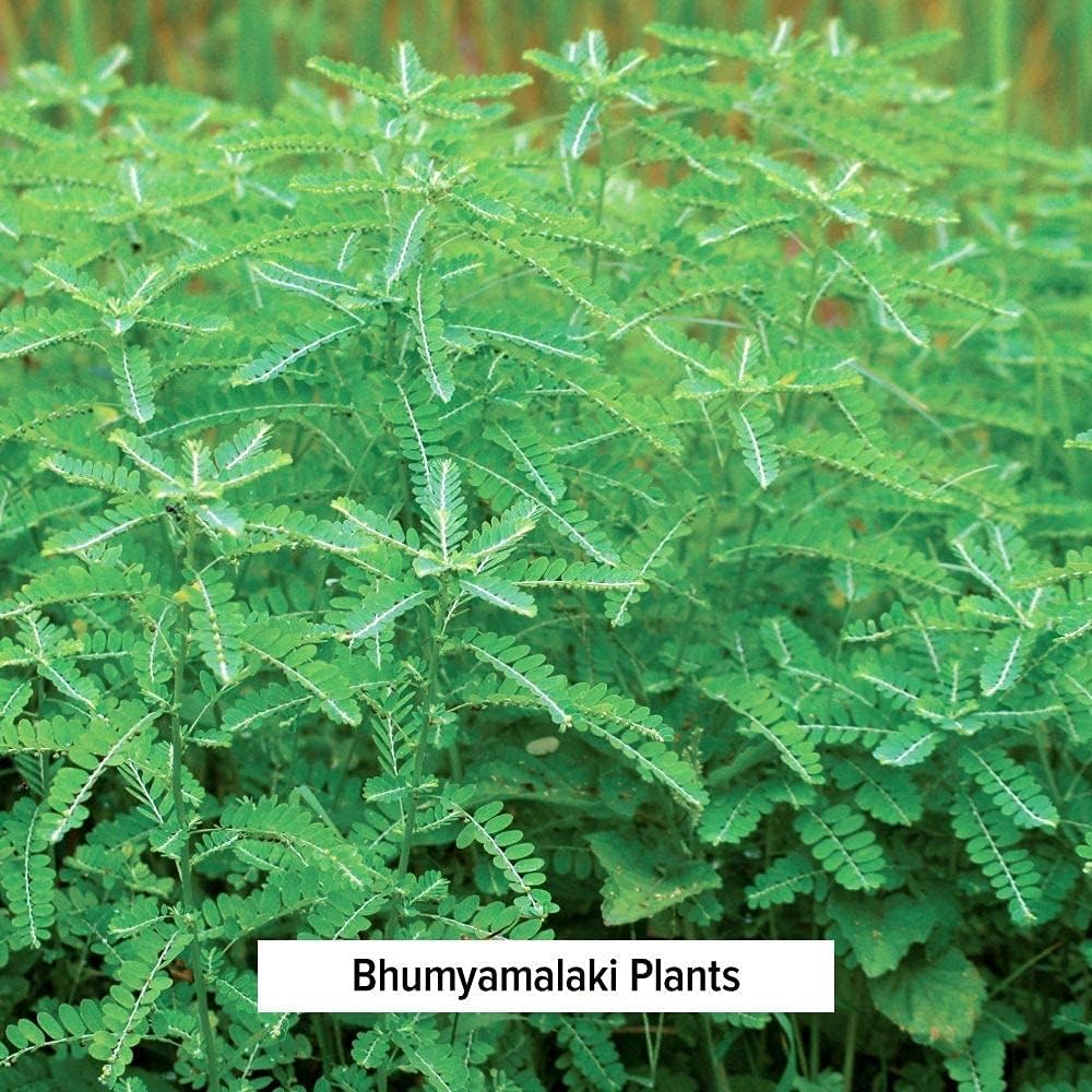 Banyan Botanicals Polvo de Bhumyamalaki – Suplemento orgánico para la salud del hígado* – Phyllanthus spp. – para la desintoxicación natural y la