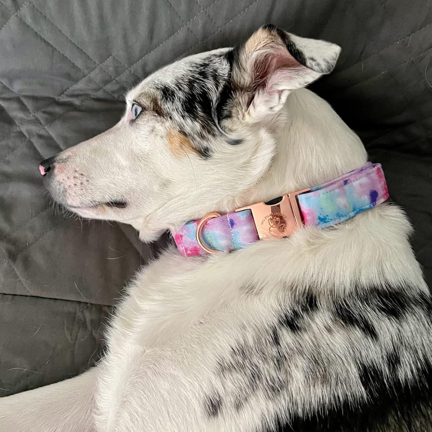 Elegant little tail – Collar ajustable para mascotas, lindo y duradero, diseño colorido y moderno, regalo para perro macho o hembra de tamaño
