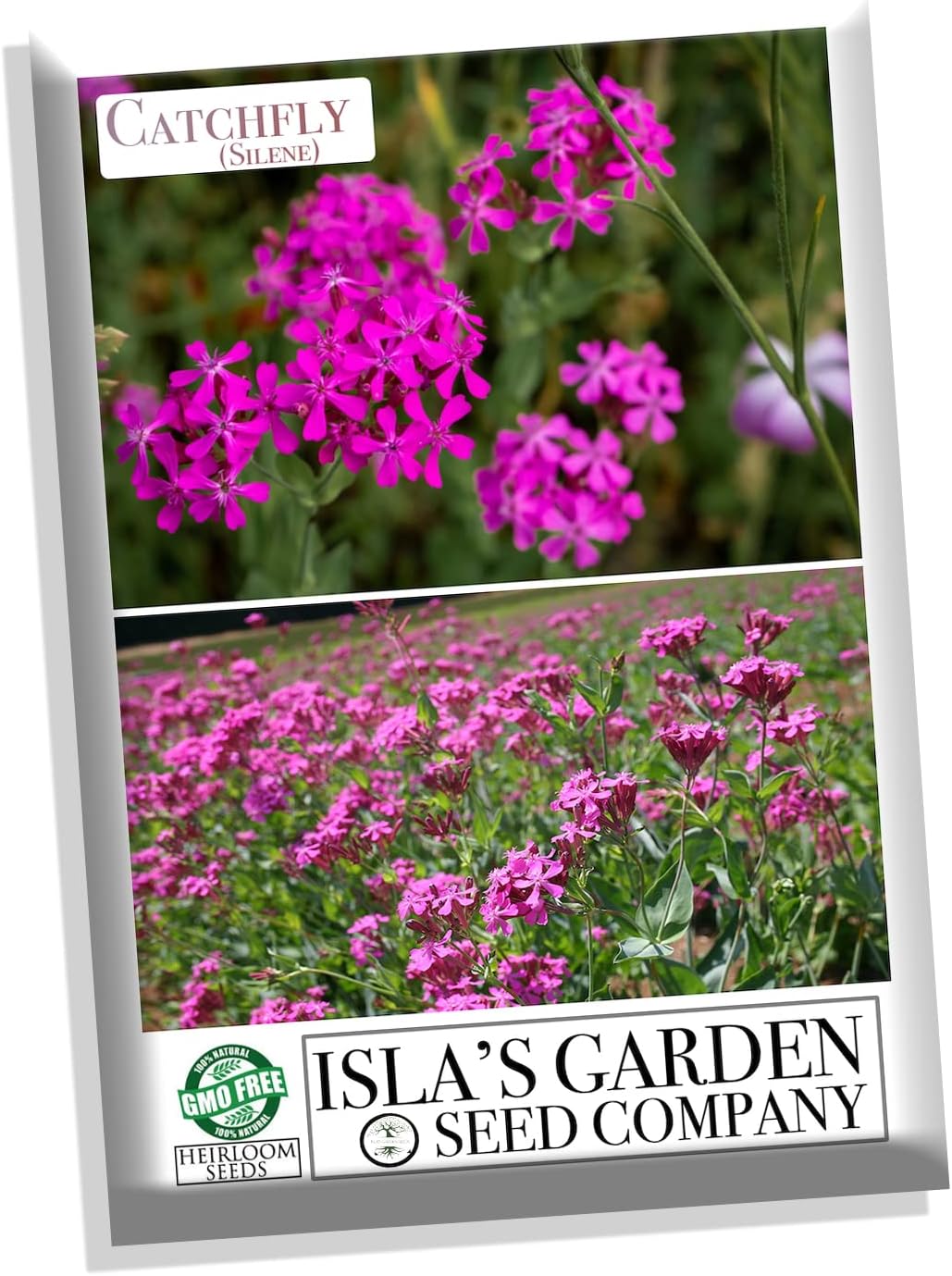 Semillas de flores Catchfly para plantar, más de 3000 semillas por paquete, semillas de jardín de Isla (semillas de jardín de Isla), semillas sin