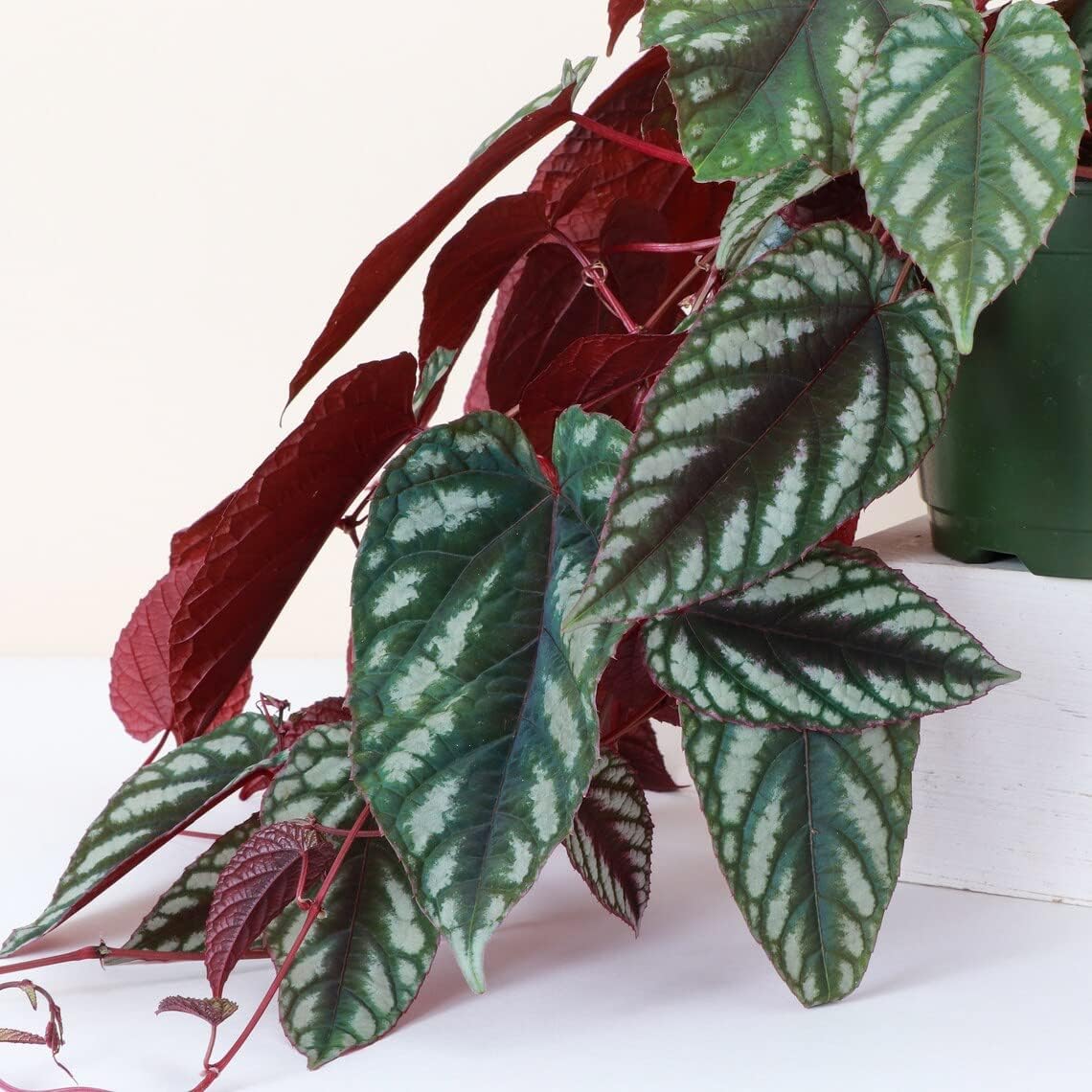 Thorsen’s Greenhouse Live Cissus Discolor, Rex Begonia Vine, planta viva para interiores, 6 pulgadas de diámetro