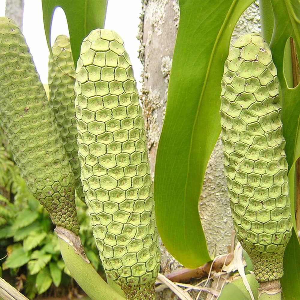 QAUZUY GARDEN 50 semillas Monstera, filodendro de hoja dividida, planta de queso suizo, hoja de ventana, semillas de ceriman, semillas de reliquia