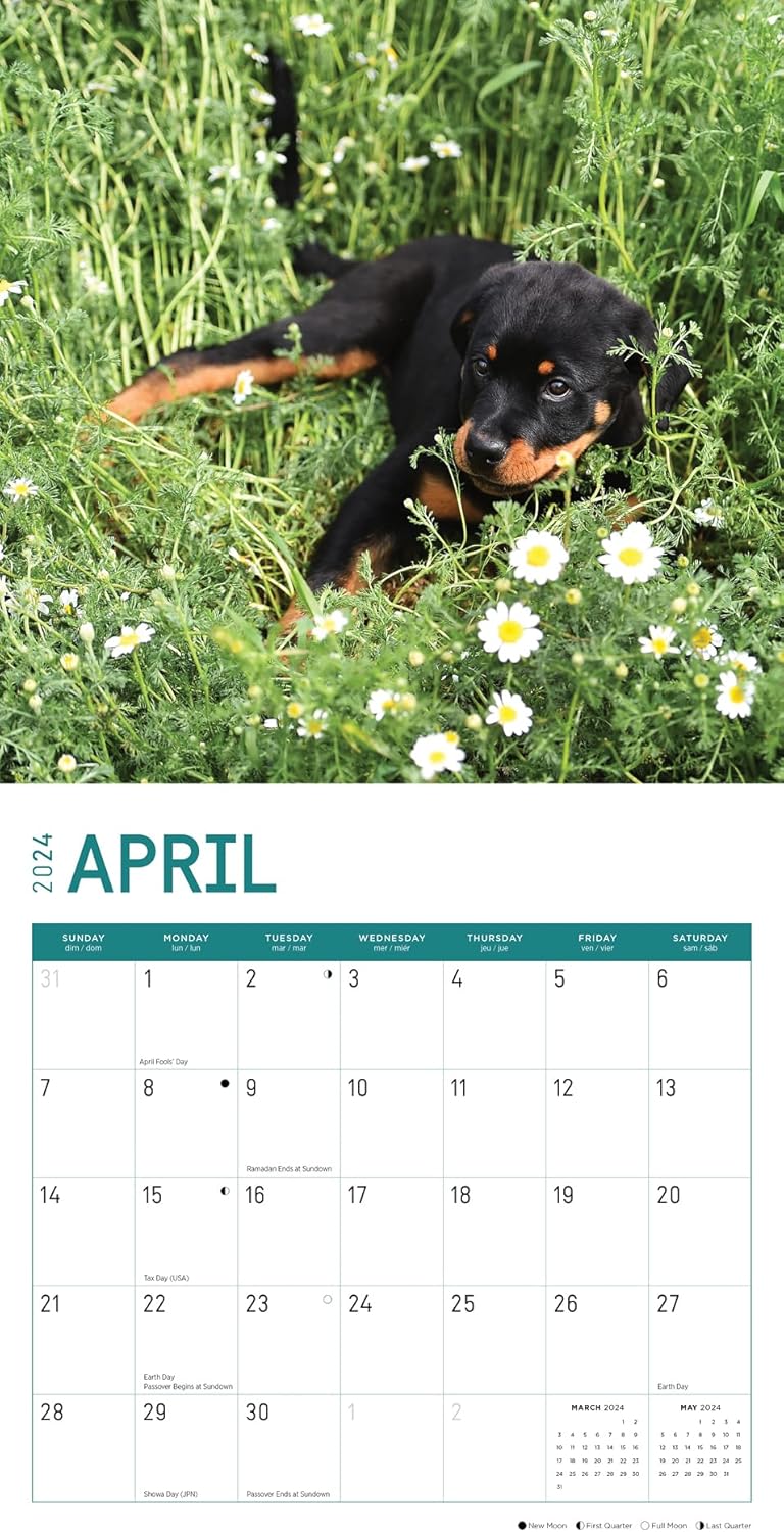 Bright Day – Calendario mensual de pared de cachorros Rottweiler 2024, 12 x 12 pulgadas