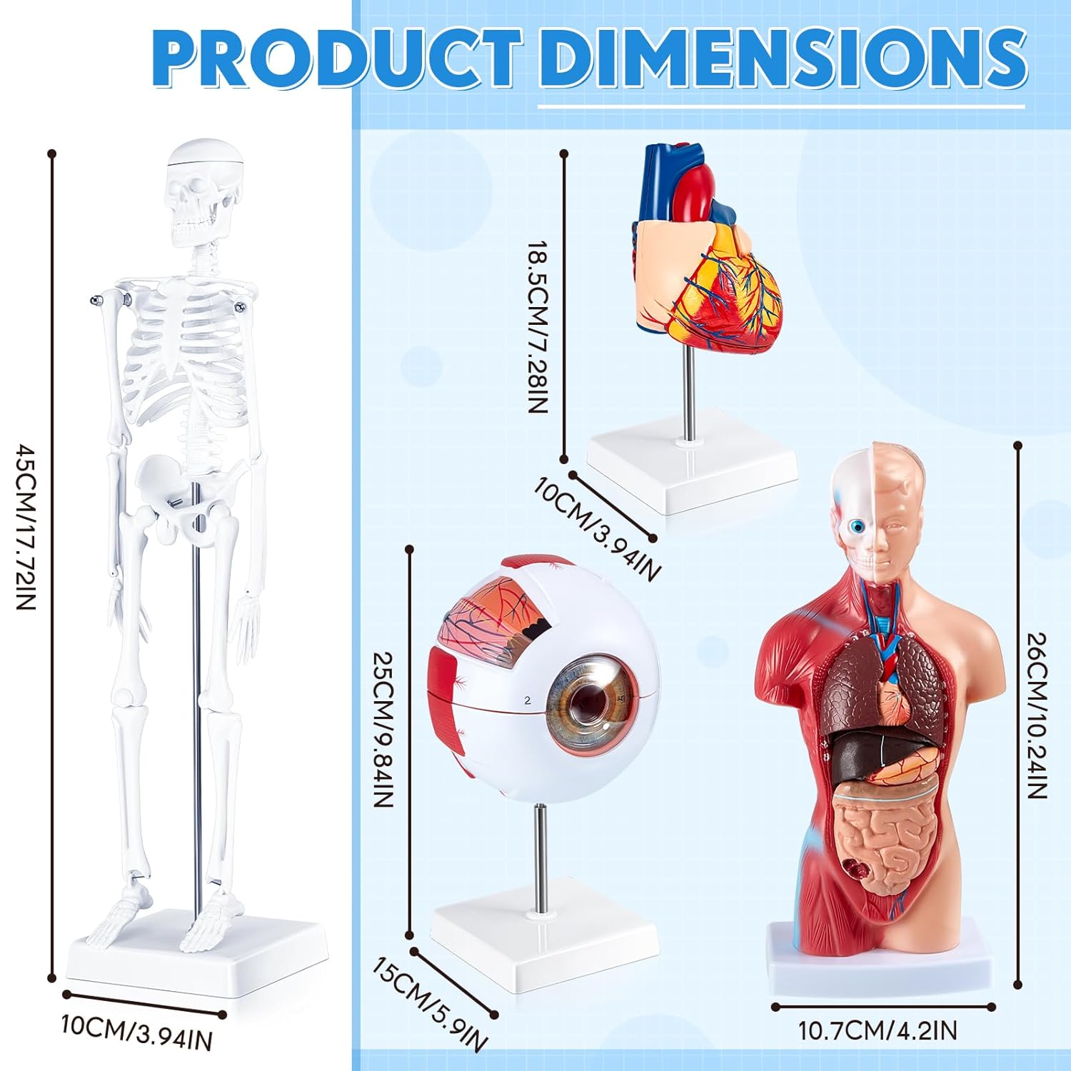 4 piezas de cuerpo humano, esqueleto, globo ocular de corazón, modelo anatómico desmontable de anatomía conjunto de piezas 3D científicas extraíbles