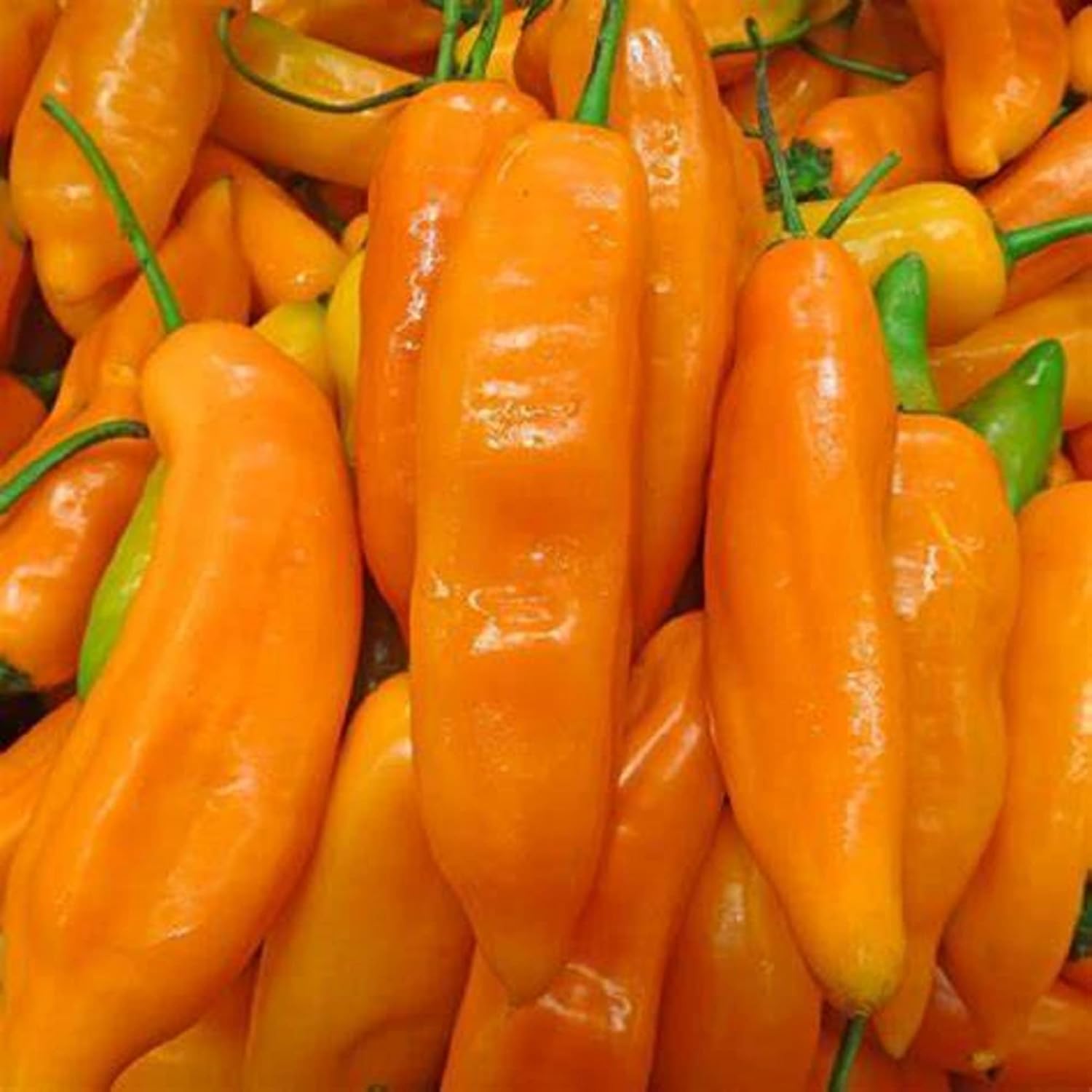 CHUXAY GARDEN Aji Amarillo, semillas de pimienta amarilla peruana, 30 semillas, chile picante, sabor único, delicioso pimiento sazonado ideal para