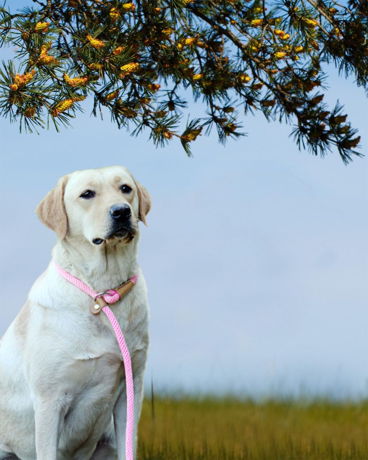 Lynxking – Correa para perros de cuerda trenzada de alta resistencia, para adiestramiento sin tirones, para perros grandes, medianos y pequeños