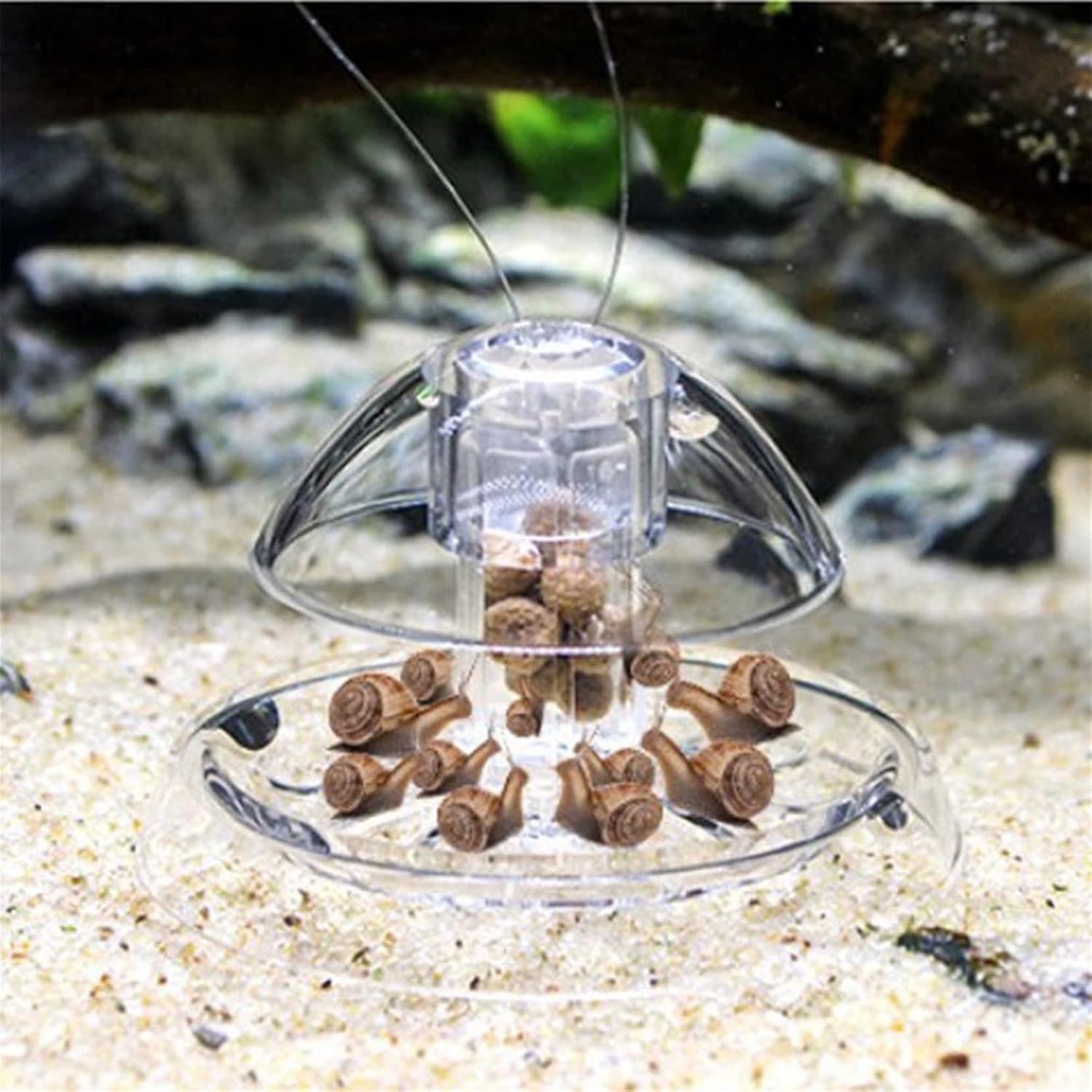 ShanLily Trampa de caracoles de plástico para acuario para pecera, atrapa caracoles transparentes, plantas de peces, sanguijuela planaria, caja de