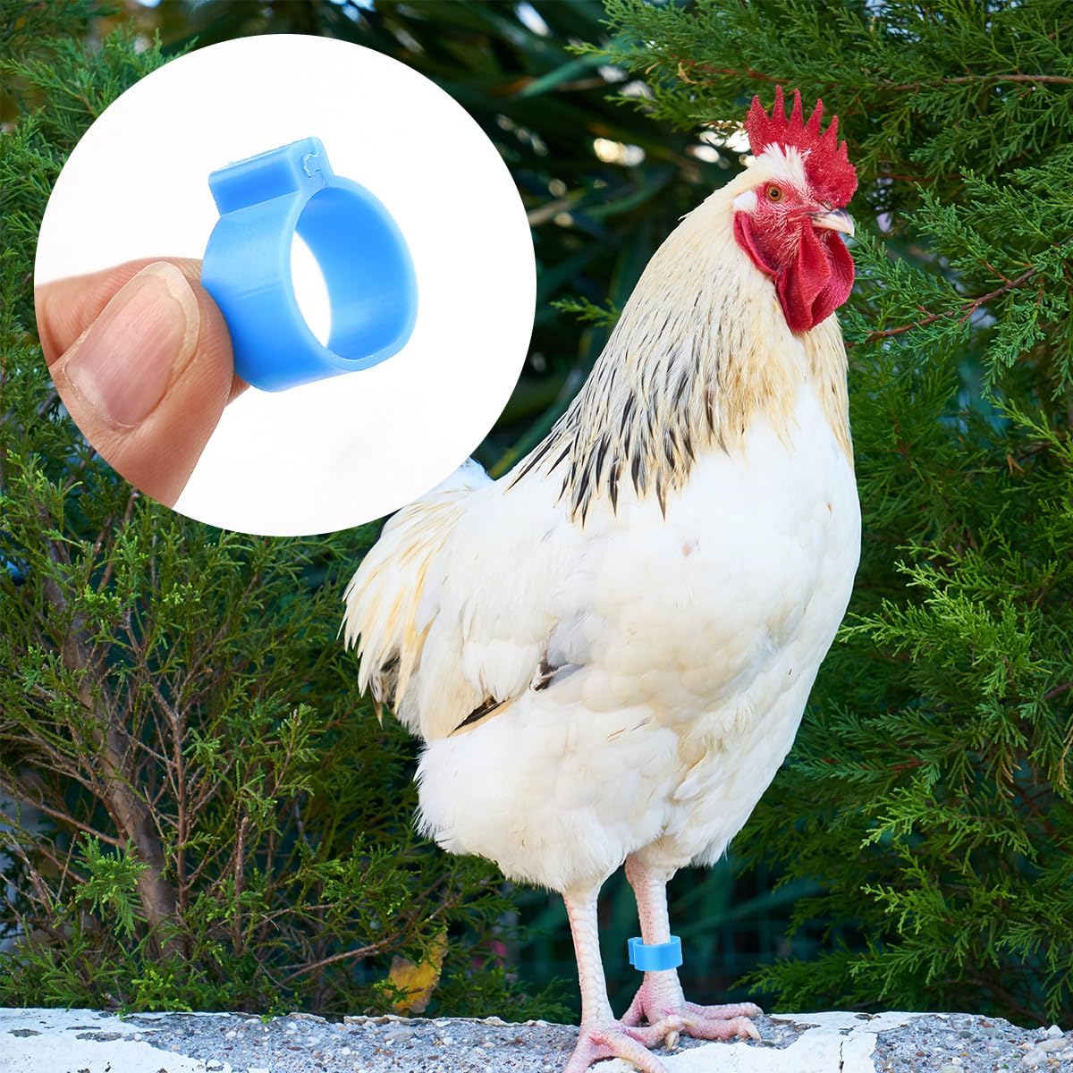 Tenalleys 100 unidades de bandas de identificación de pollo, 5 colores, anillos de pierna de pollo de 0.630 in, anillos de pie de aves de corral,