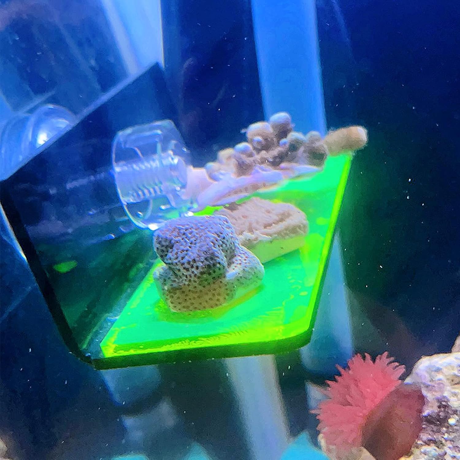 Coral Frag – Soporte para fragmentos de coral con potente doble ventosa, estante acrílico de coral se puede utilizar para soporte de coral de fuente