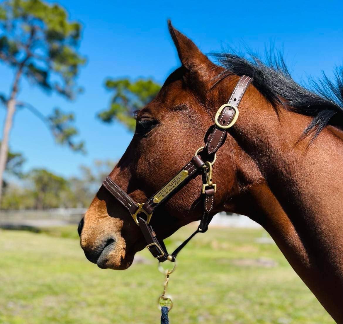 Leaders – Cabestro de cuero para caballos con placa de nombre grabada personalizada para caballo