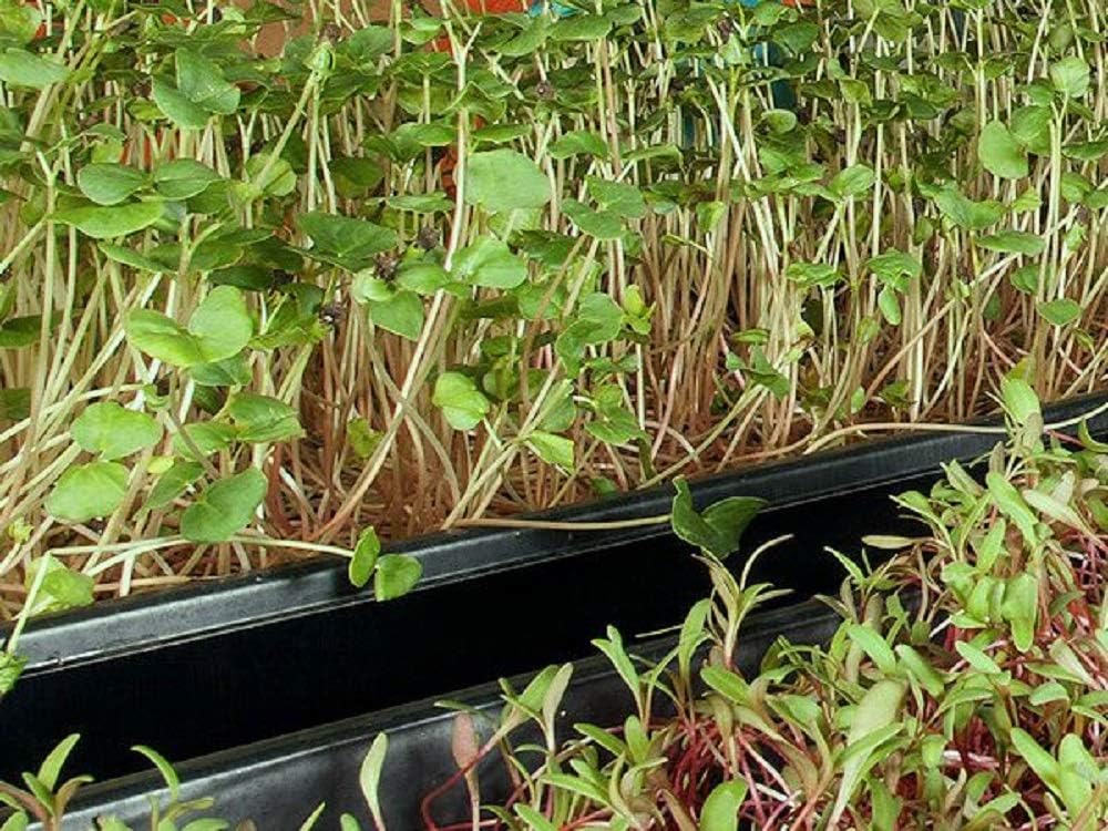 Semilla de cilantro, semillas de germinación, microverde, brotación, 12 onzas, sin OMG  Marca Country Creek Acres  Alta germinación de brotes