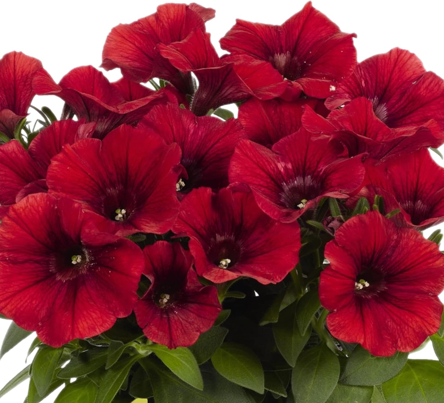 Semillas de flores de petunia Great Spring Summer Blooms Semillas anuales sin OMG (granate, 200 semillas)