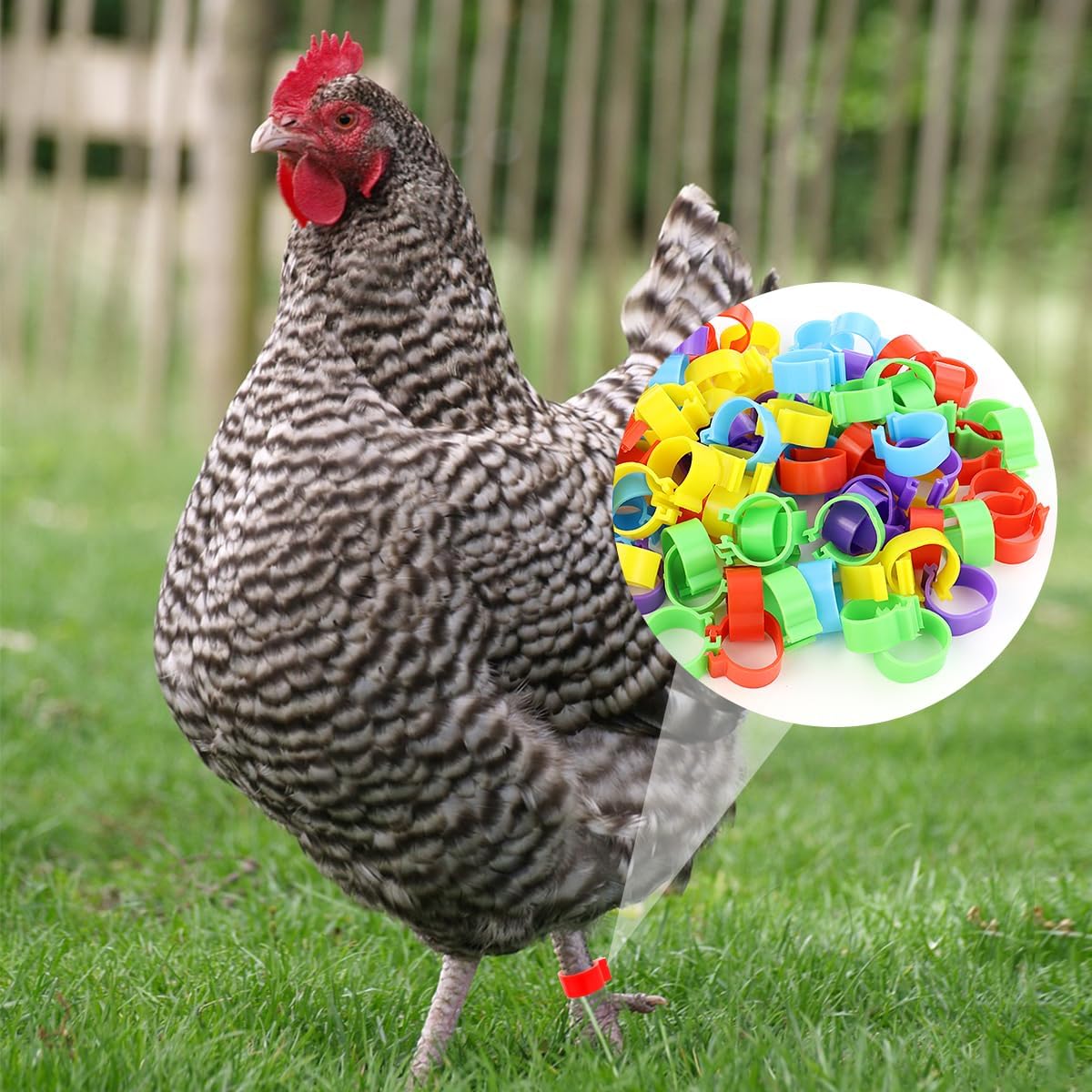 Tenalleys 100 unidades de bandas de identificación de pollo, 5 colores, anillos de pierna de pollo de 0.630 in, anillos de pie de aves de corral,