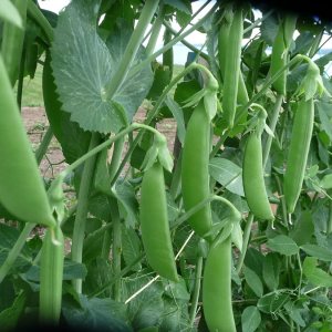 60 semillas de guisantes de azúcar para plantar reliquia sin OMG, más de 0.49 oz de supervivencia a granel de vegetales de jardín 60 semillas de guisantes de azúcar para plantar reliquia sin OMG, más de 0.49 oz de supervivencia a granel de vegetales de jardín