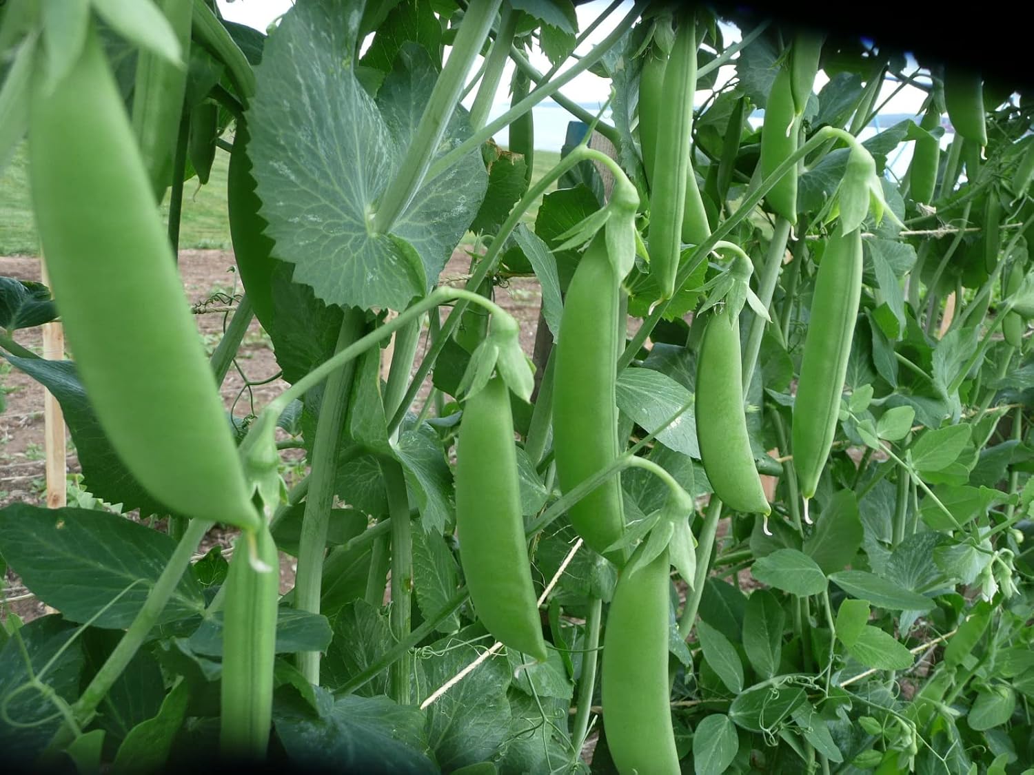 60 semillas de guisantes de azúcar para plantar reliquia sin OMG, más de 0.49 oz de supervivencia a granel de vegetales de jardín