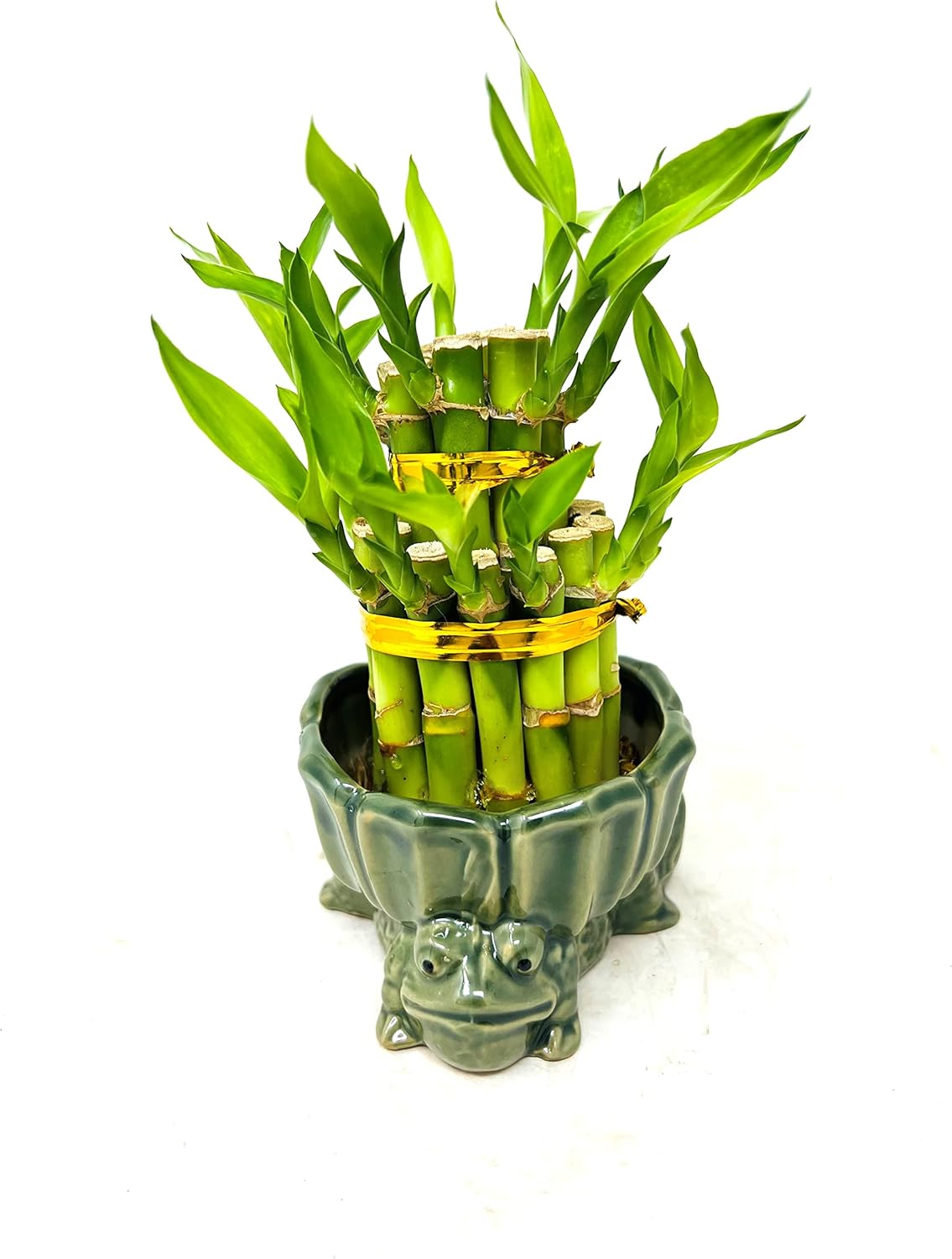 Jarrón con soporte de rana de bambú de la suerte de dos niveles de 3 y 5 color verde