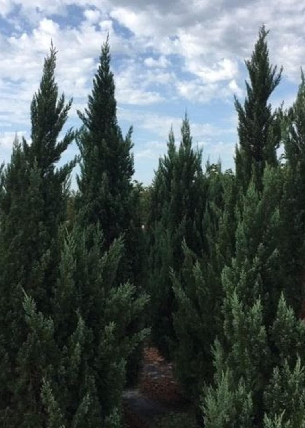 Blue Point Juniper  20 árboles vivos  Juniperus Chinensis  Plantas de hoja perenne de bajo mantenimiento tolerantes a la sequía