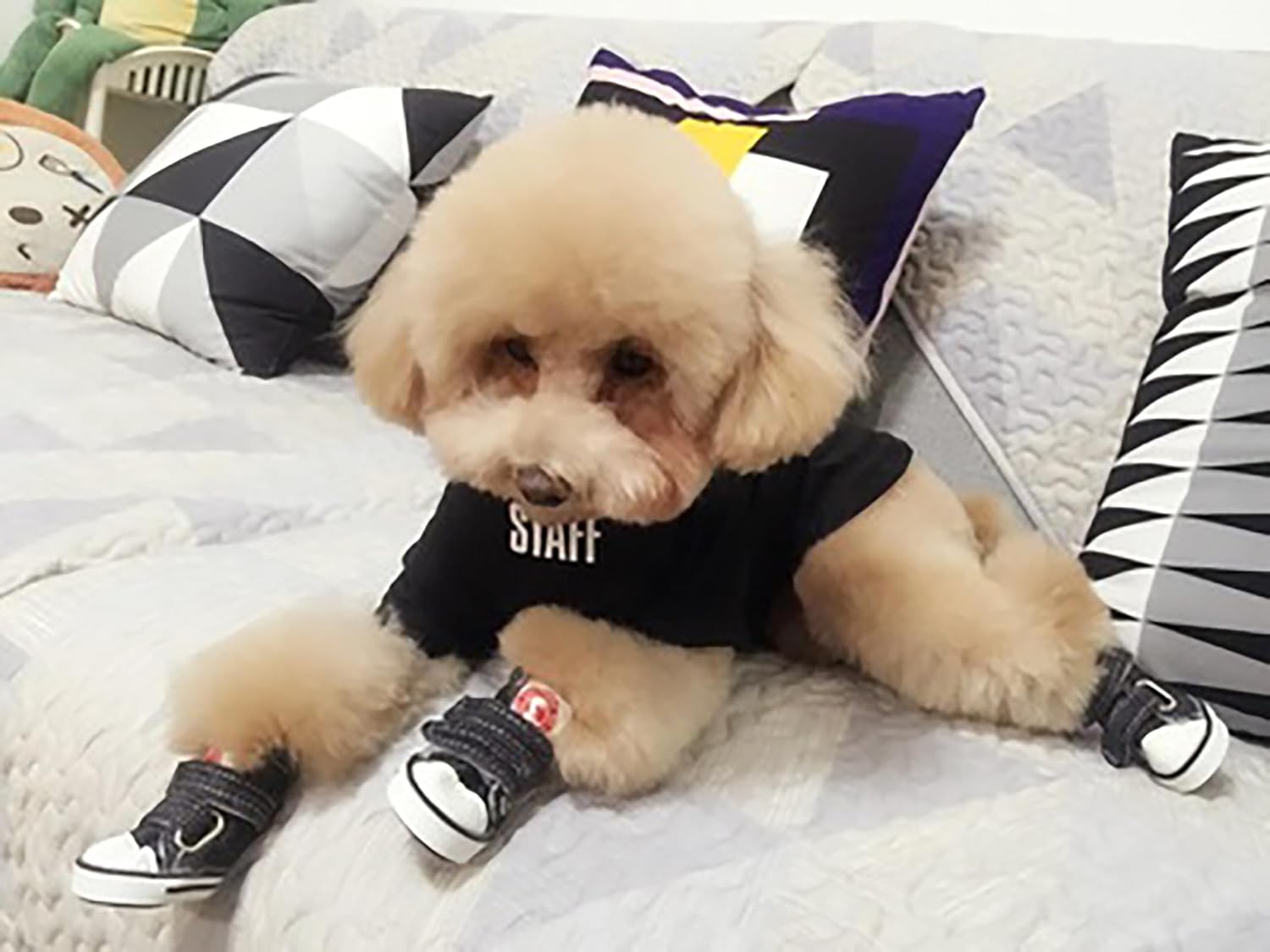 GabeFish Zapatos para perros Zapatilla de lona con velcro para mascotas, botas antideslizantes para cachorros Chihuahua, protector de patas, negro,