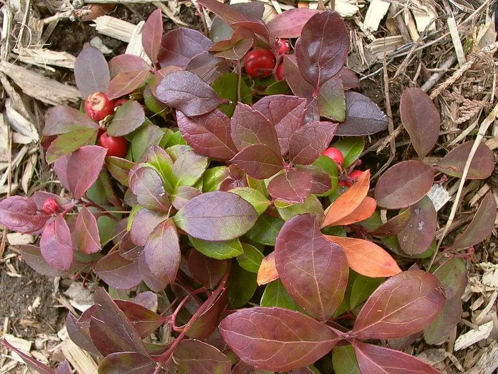 20 semillas de flores de hoja perenne de Gaultheria Procumbens de color verde invernalTEABERRY