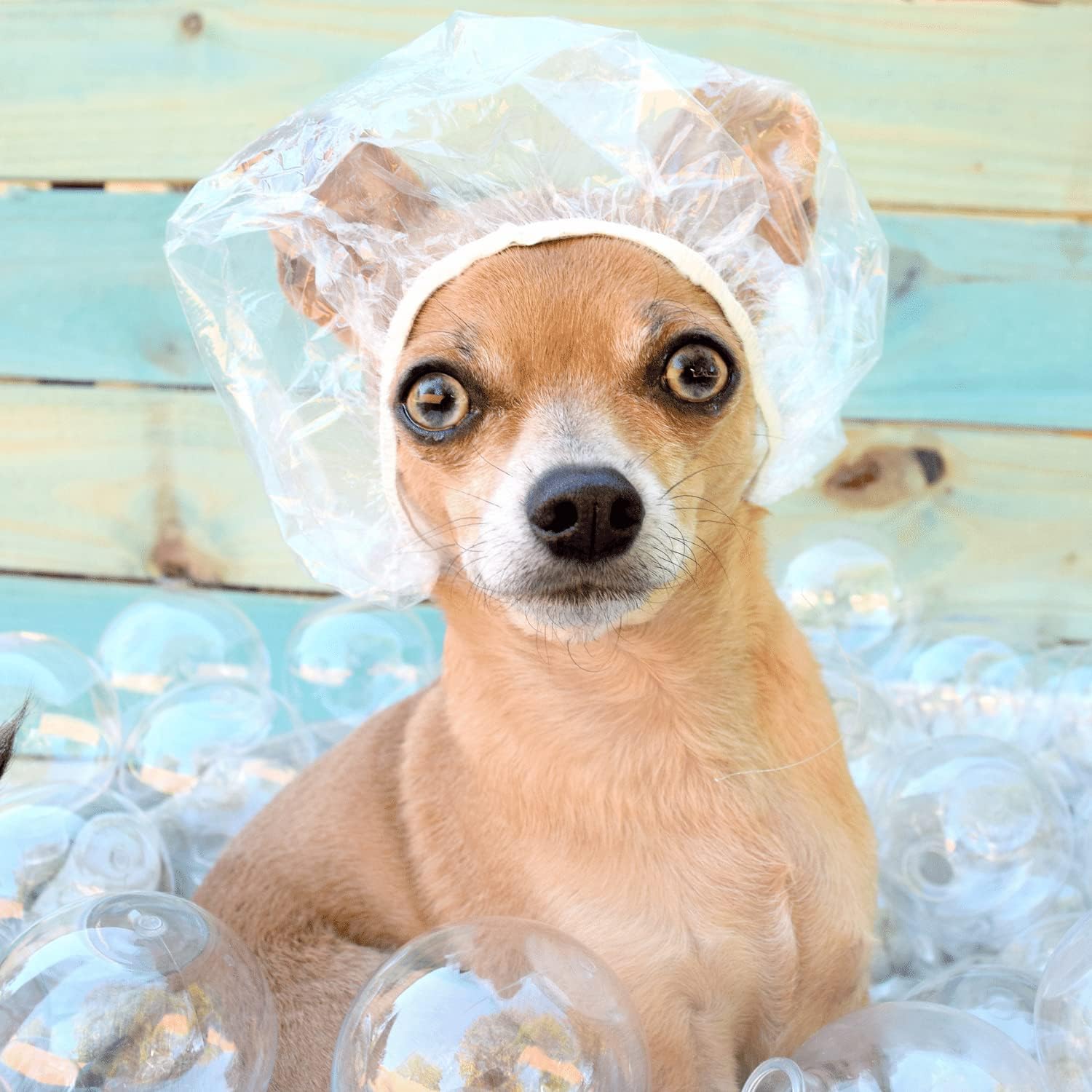 100 piezas de gorro de ducha para perro, cubiertas desechables para las orejas de perro, tapas de ducha desechables de plástico para perros,