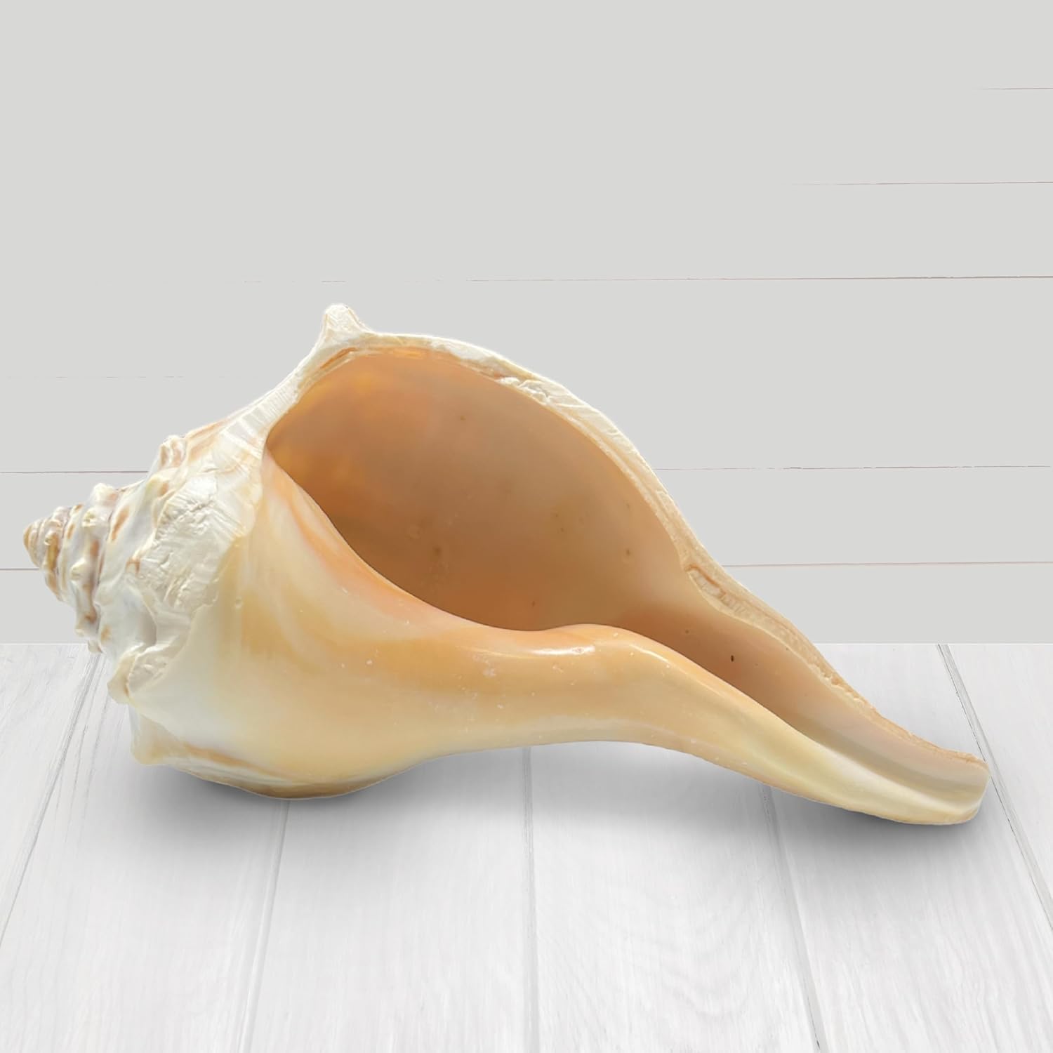 Concha de ballena atlántica, conchas marinas grandes, conchas marinas para decoración, conchas grandes para decoración de habitaciones playeras,