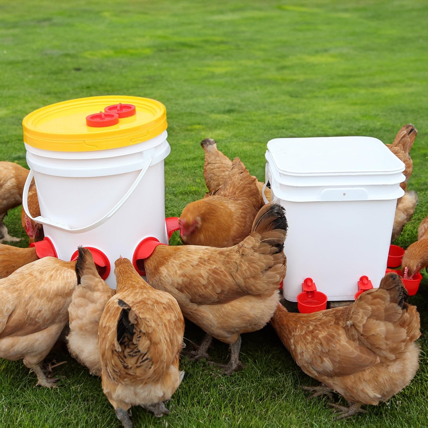 Alimentador automático para pollos sin desperdicios, alimentador automático para aves de corral, juego de comederos y bebederos de pollo para