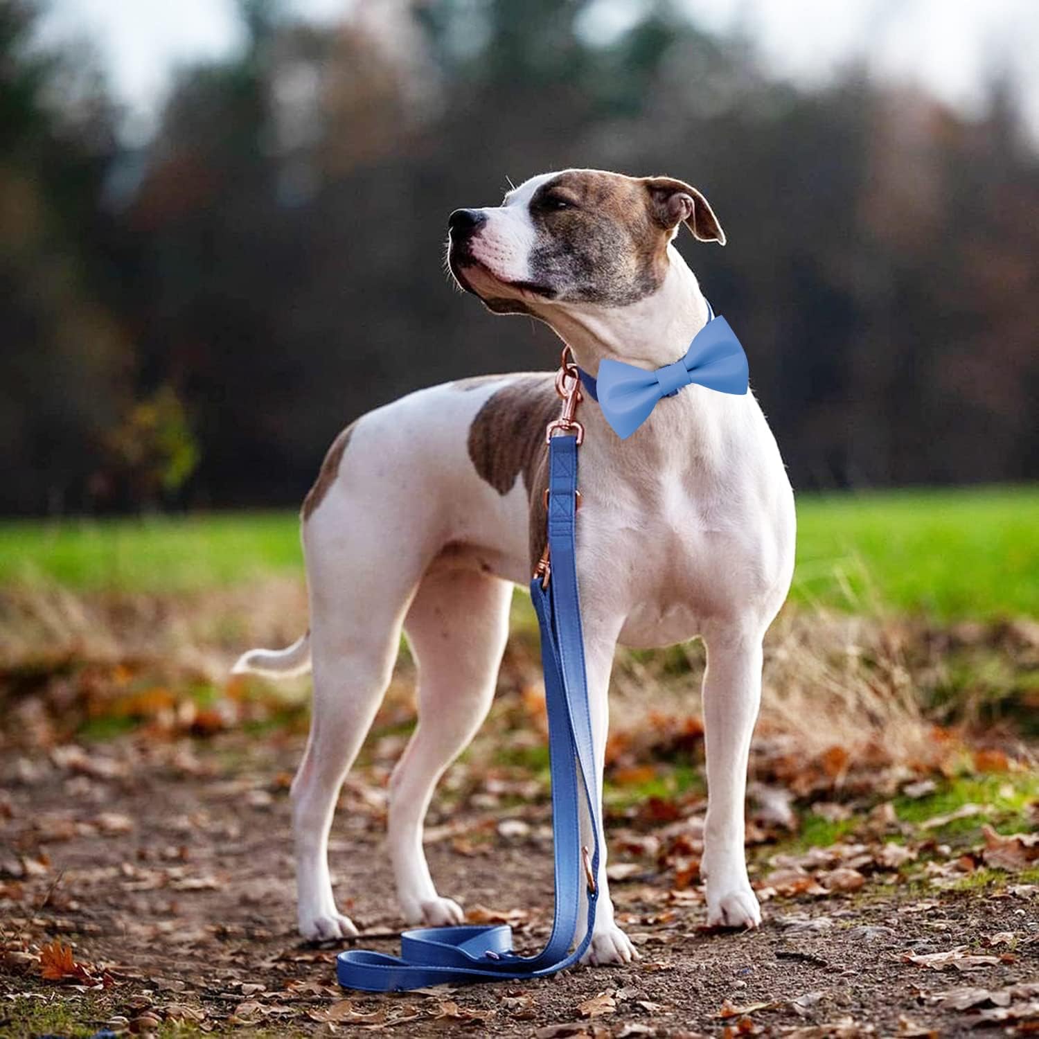 Collar de cuero suave para perro, ajustable, lindo collar de pajarita fácil de limpiar con elegante hebilla de metal resistente de oro rosa para