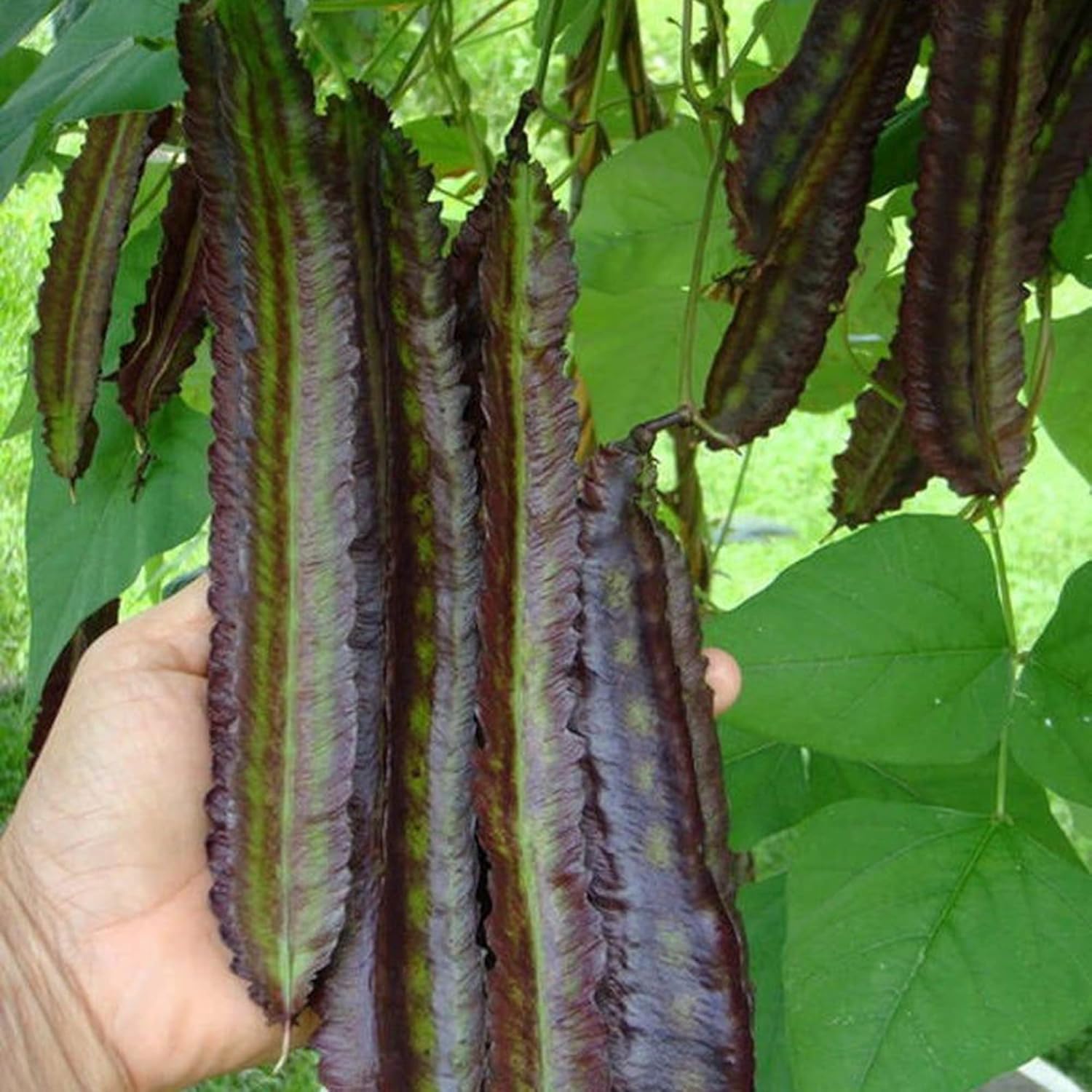 YEGAOL Garden – Semillas de frijol aladas moradas Psophocarpus Tetragonolobus, sabor único, valor nutricional, culinario, libre de OGM, para jardín,